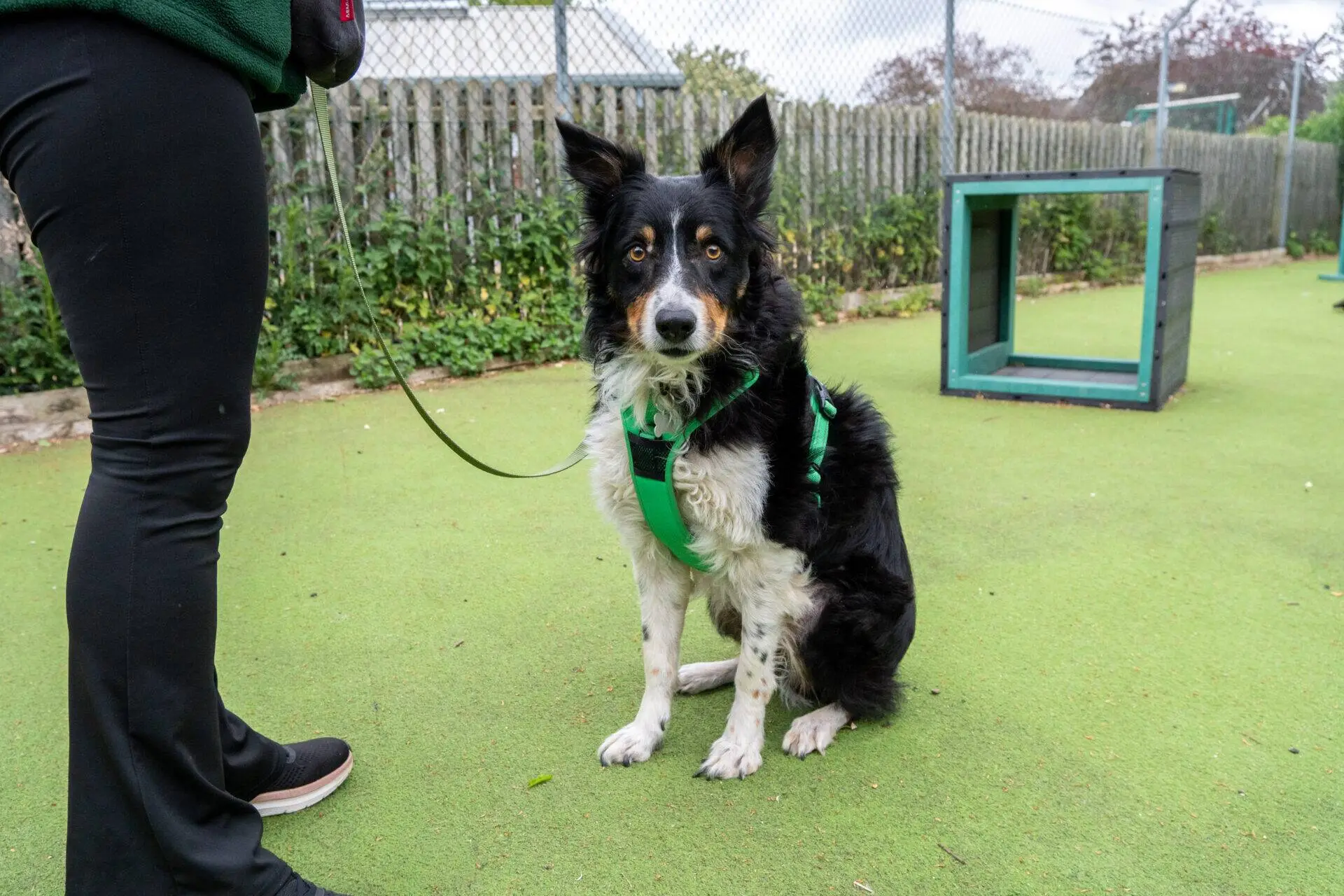 A black and white Border Collie with a green harness sits on artificial grass, looking at the camera. A person stands nearby holding the lead. There’s a wooden fence and some agility equipment in the background.