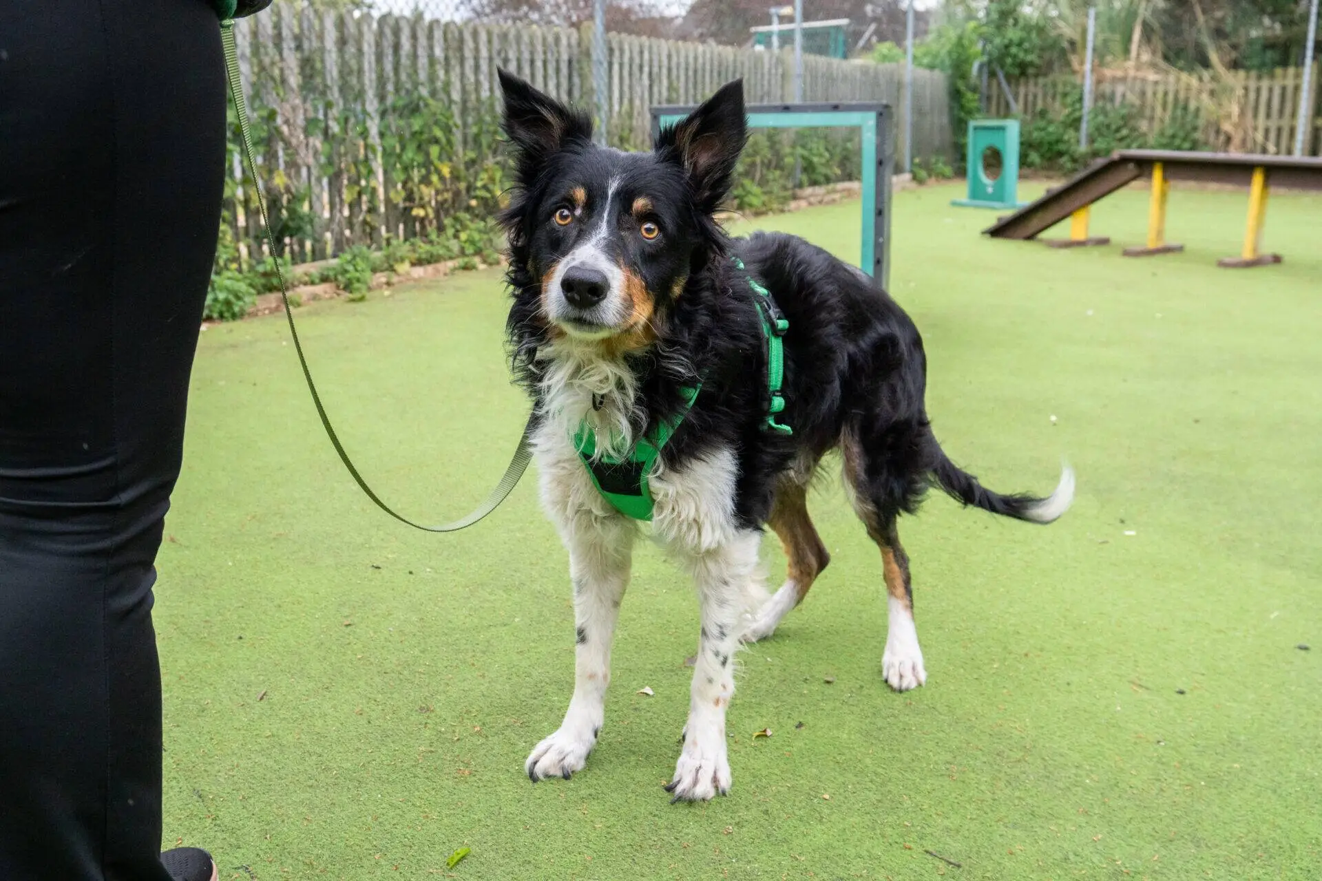 A black and white Border Collie with tan markings, wearing a green harness and lead, stands on green artificial grass next to a person. Agility equipment and a wooden fence are visible in the background.