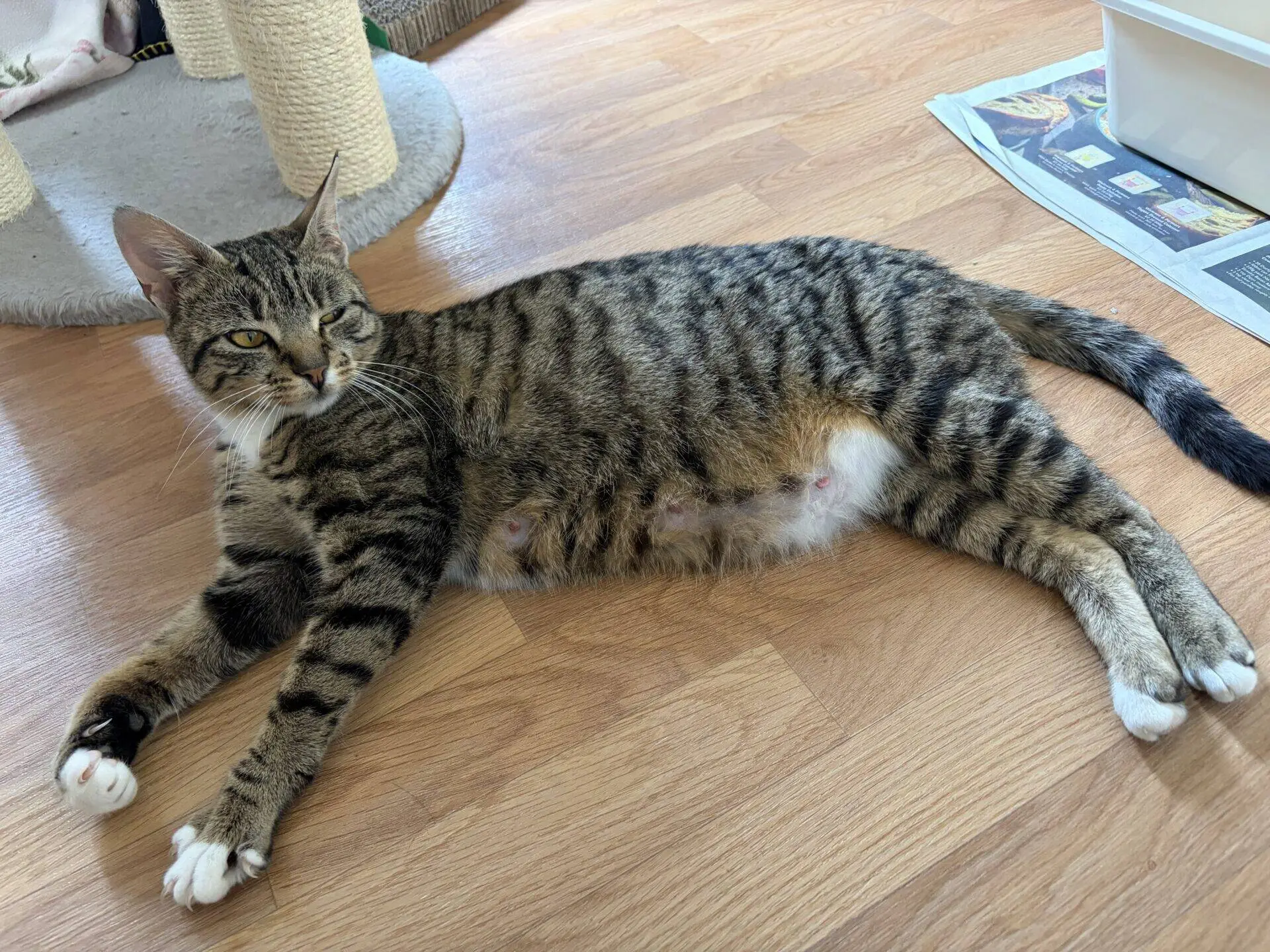 A tabby cat with white paws and a white belly is lying on a wooden floor, looking to the side. Her belly appears large, suggesting she may be pregnant. A cat tree and some newspapers are in the background.