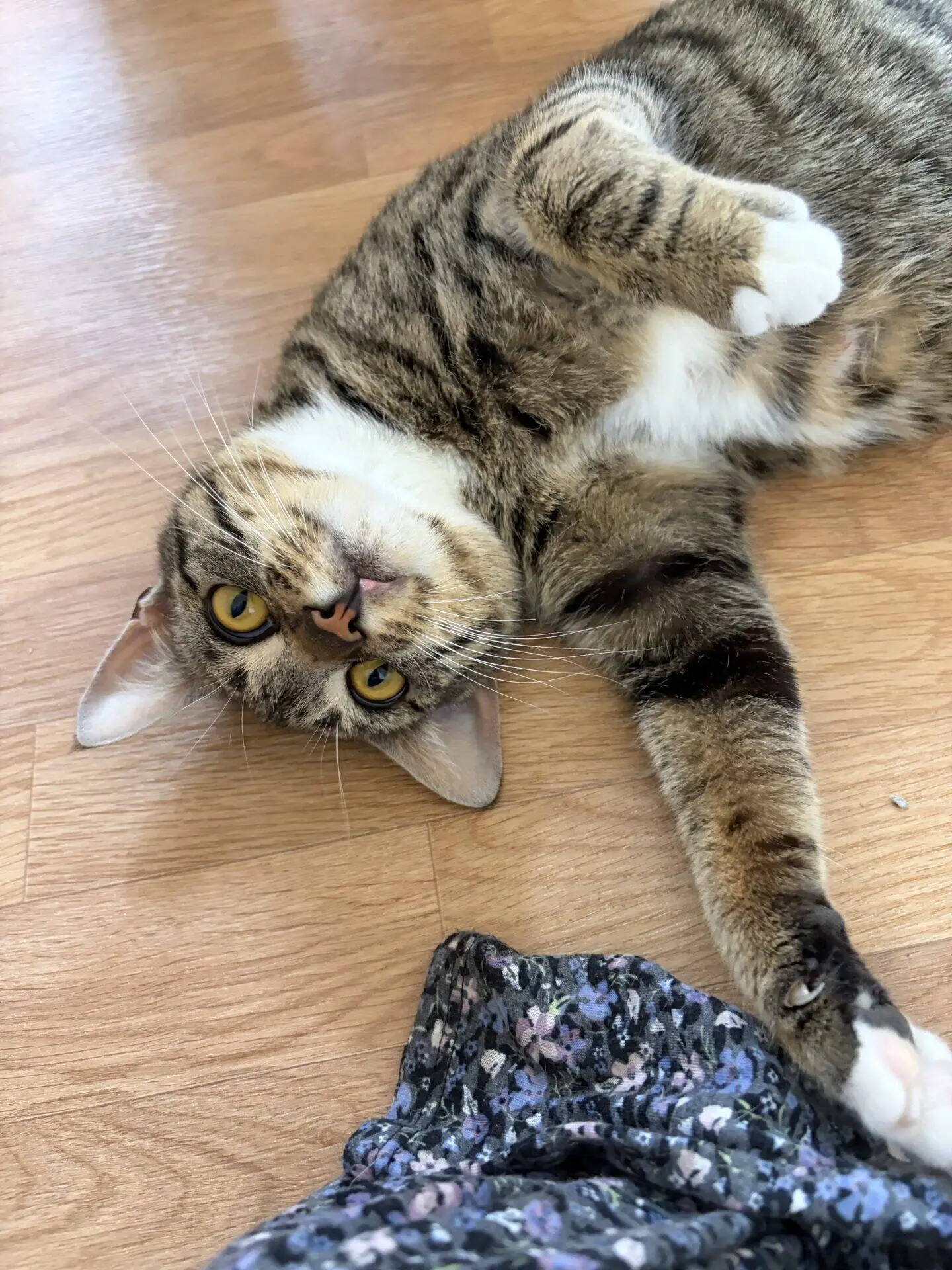 A tabby cat with yellow eyes lies on its side on a wooden floor, looking up at the camera with one paw outstretched. Part of a floral-patterned fabric is visible in the corner.