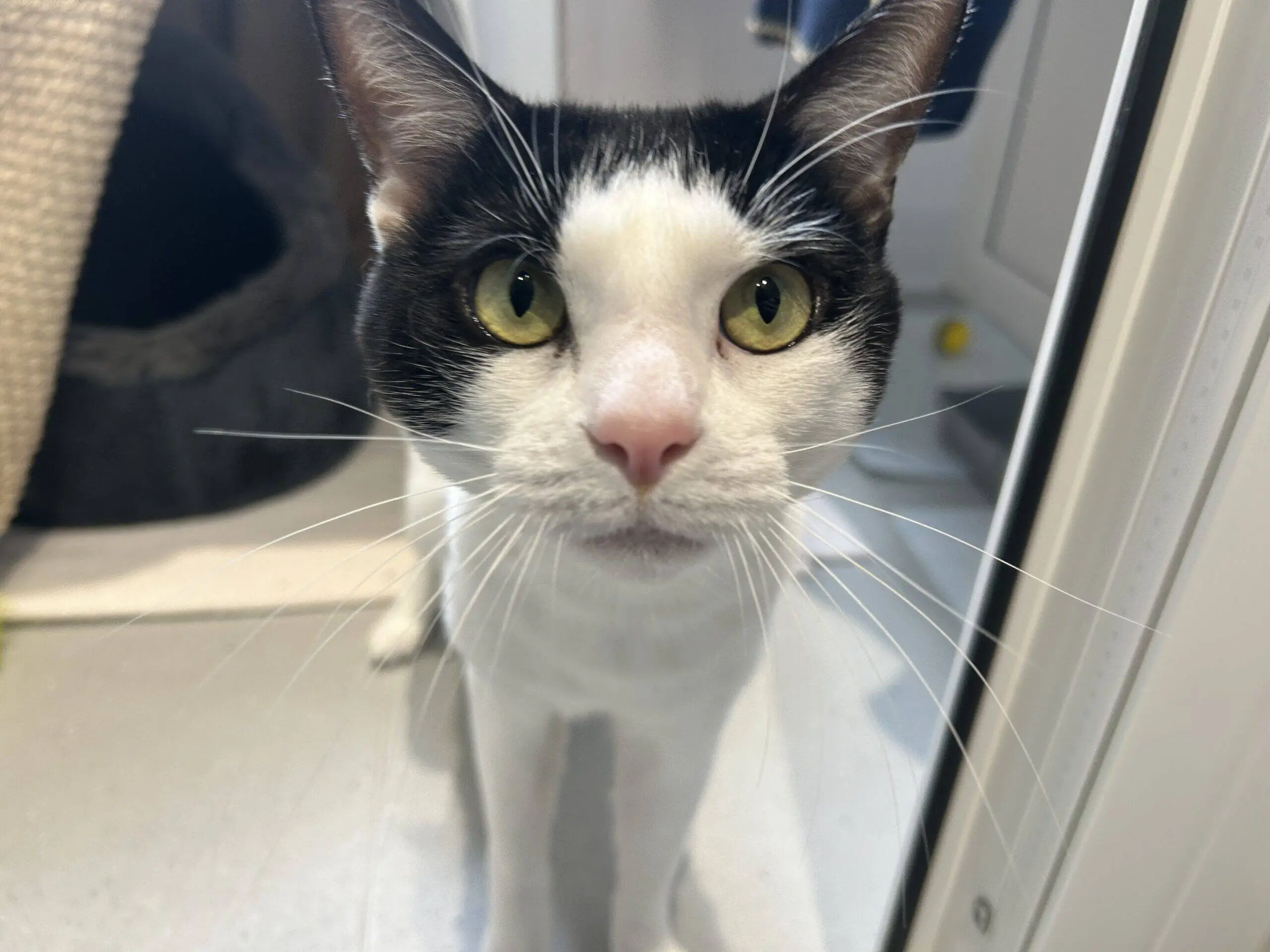 A black and white cat with large yellow eyes and a pink nose looks directly at the camera, standing indoors on a tiled floor near a cat bed and scratching post.