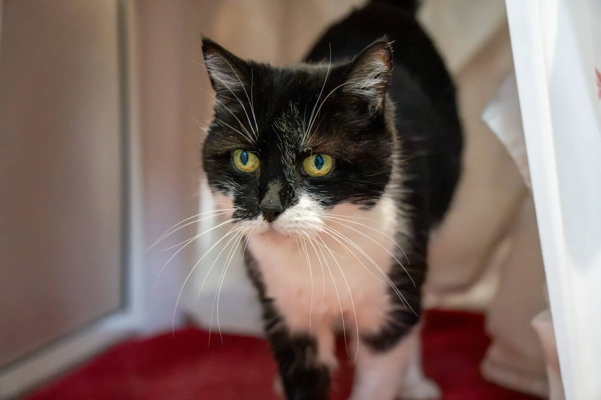 A black and white cat with striking green eyes and long white whiskers stands on a red surface, looking slightly to the side. The background is softly blurred with light and neutral tones.