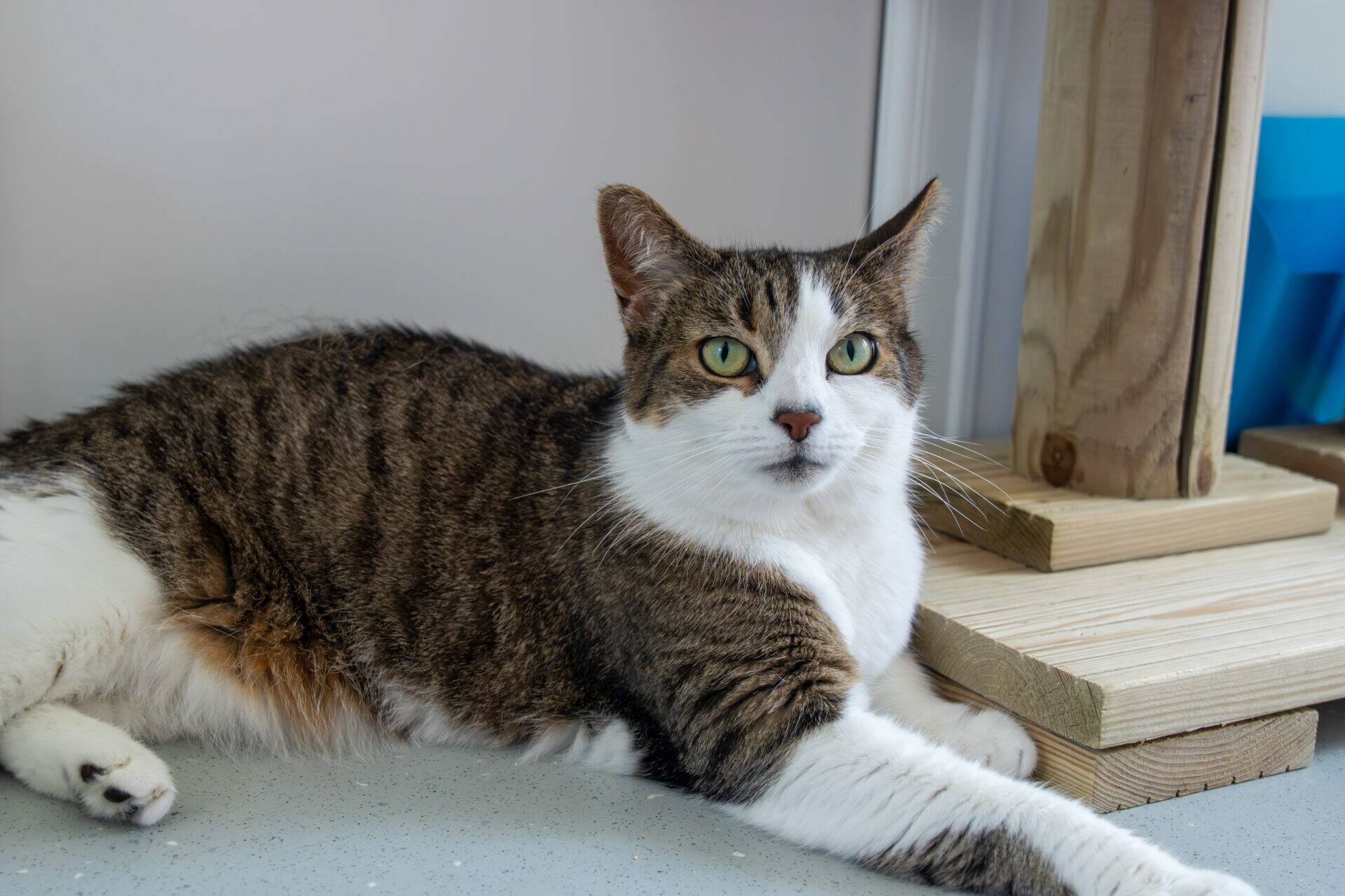 A tabby and white cat with green eyes lies on a light-coloured floor near a wooden cat tree, looking directly at the camera with a relaxed expression.
