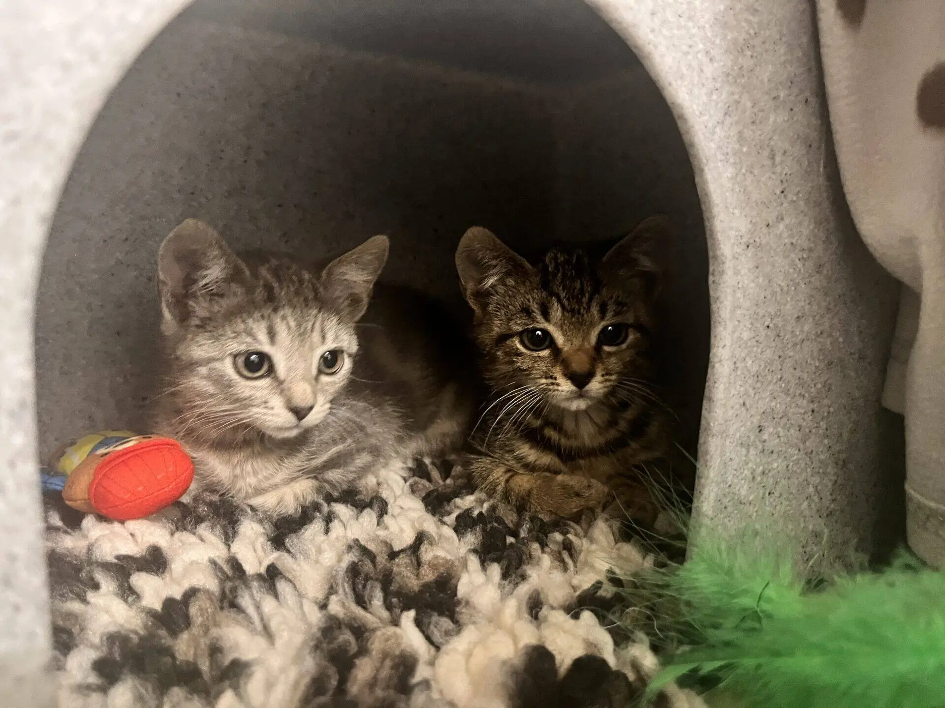 Two kittens sit side by side inside a cosy cat cave on a knitted blanket. One kitten is grey and the other has brown tabby markings. A small toy fish and a green feather toy are nearby.