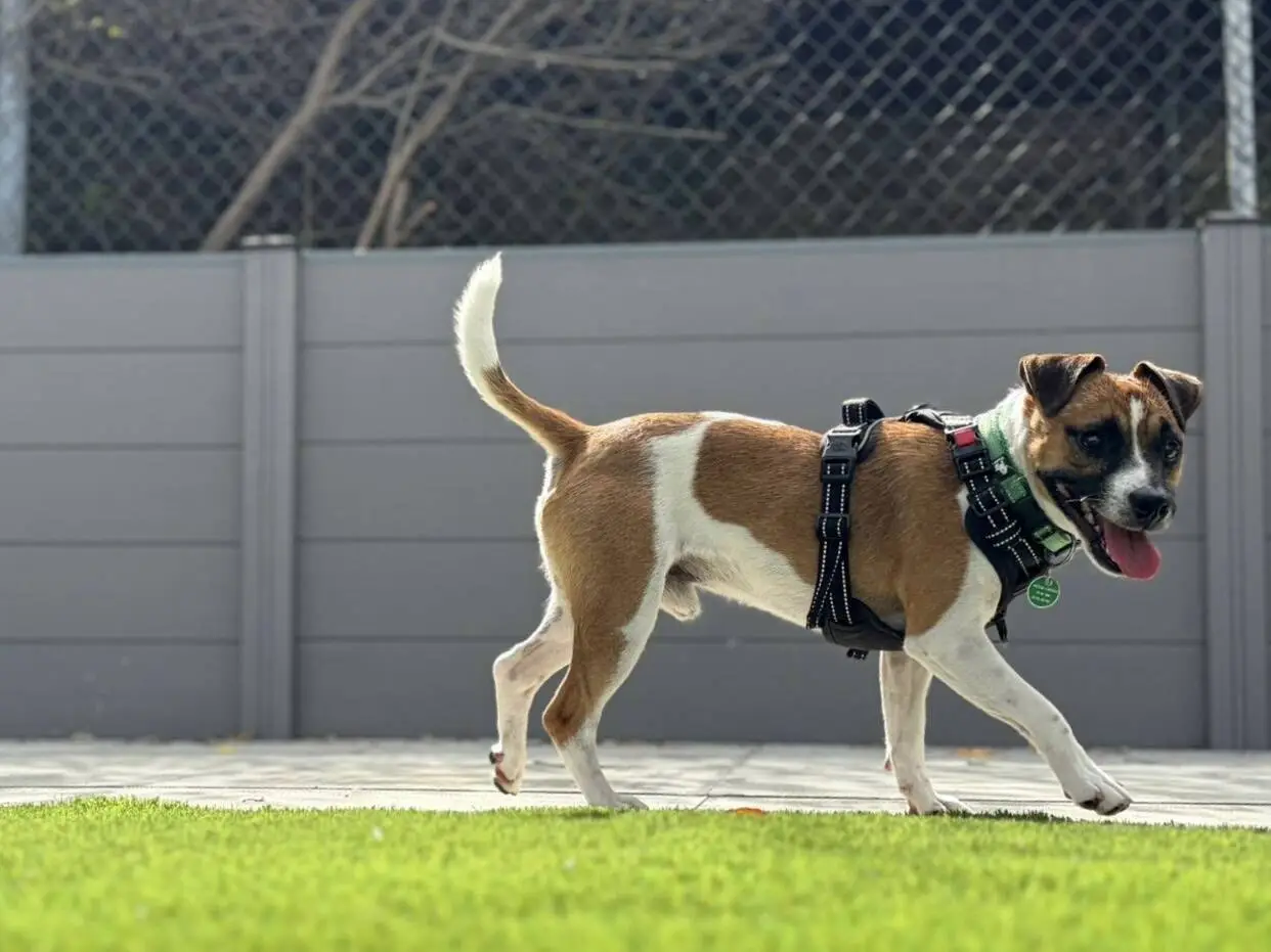 A small brown and white Terrier wearing a harness walks on a patio next to green grass, with a grey fence and some branches in the background.