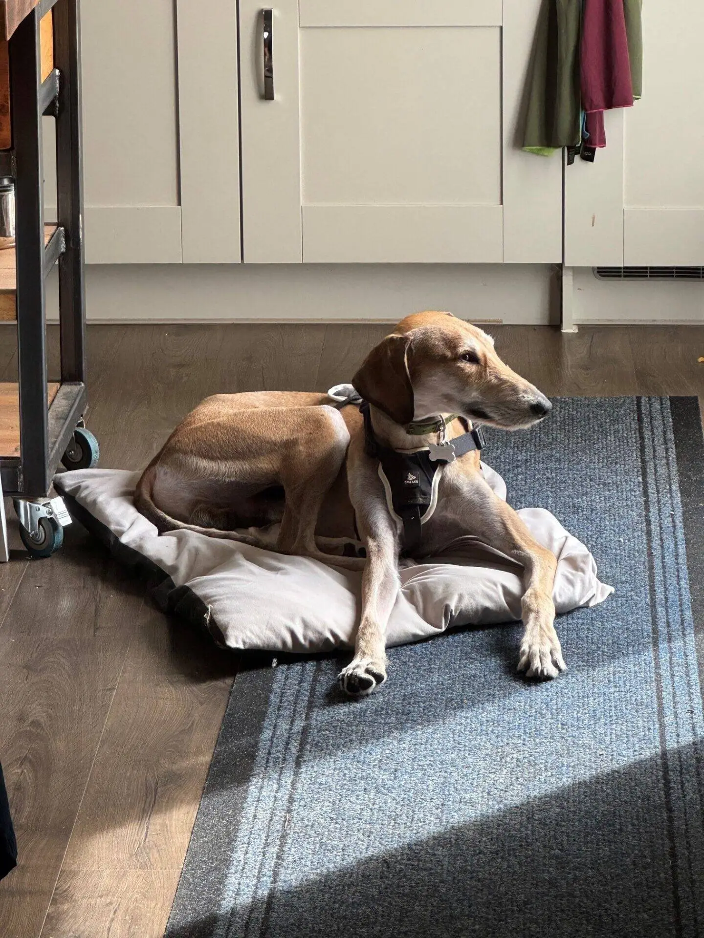 A brown Lurcher dog wearing a harness lies on a cushion in a sunlit kitchen, looking to the side. Sunlight creates bright walnut-coloured patches on the floor and the dog.