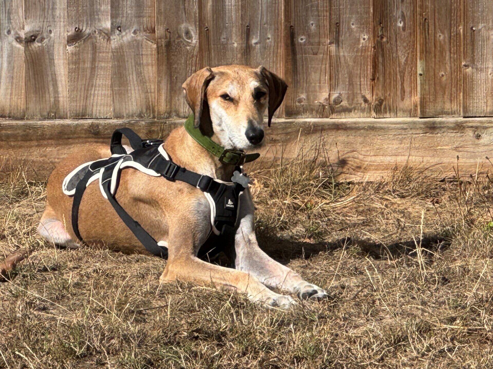 A tan Lurcher dog with a black harness and a green collar lies on dry grass in front of a wooden fence, looking towards the camera, its elegant walnut-coloured coat standing out against the backdrop.