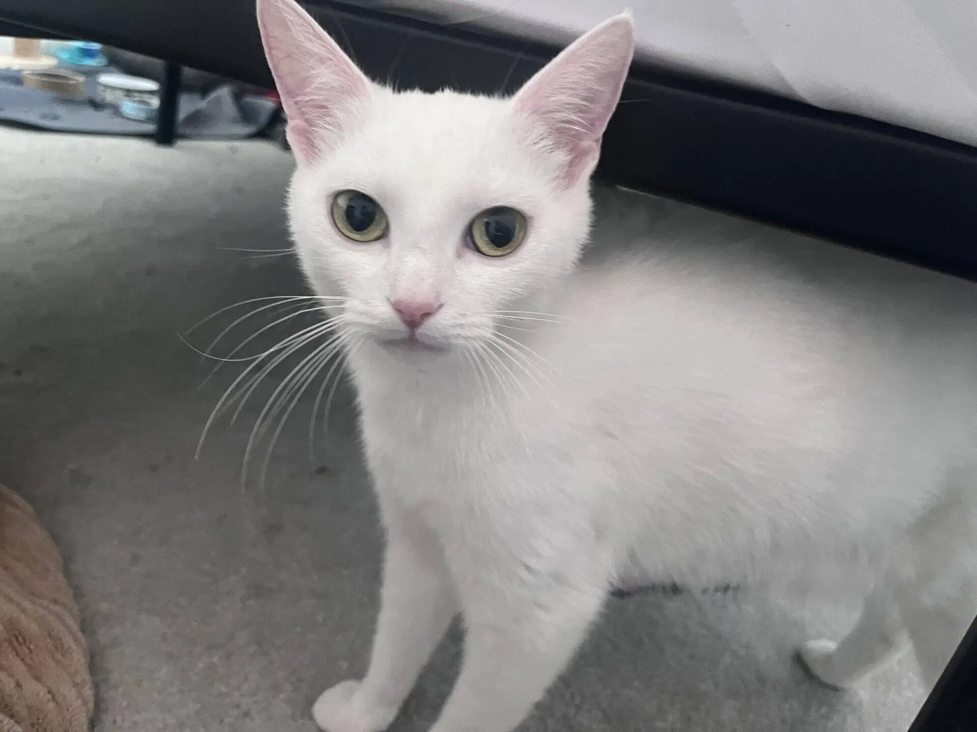 A white cat with green eyes stands on a light carpet under a bed, looking directly at the camera.