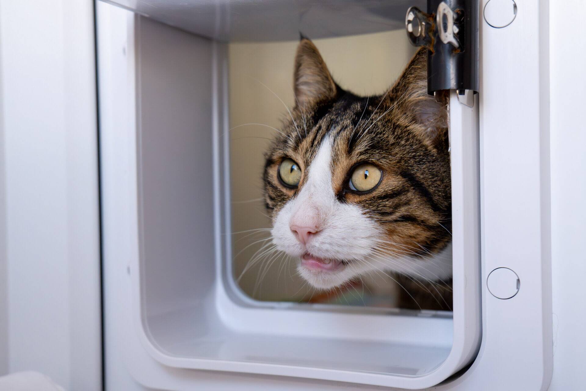 A tabby cat with green eyes pokes its head through a cat flap, looking slightly to the right with its mouth slightly open.