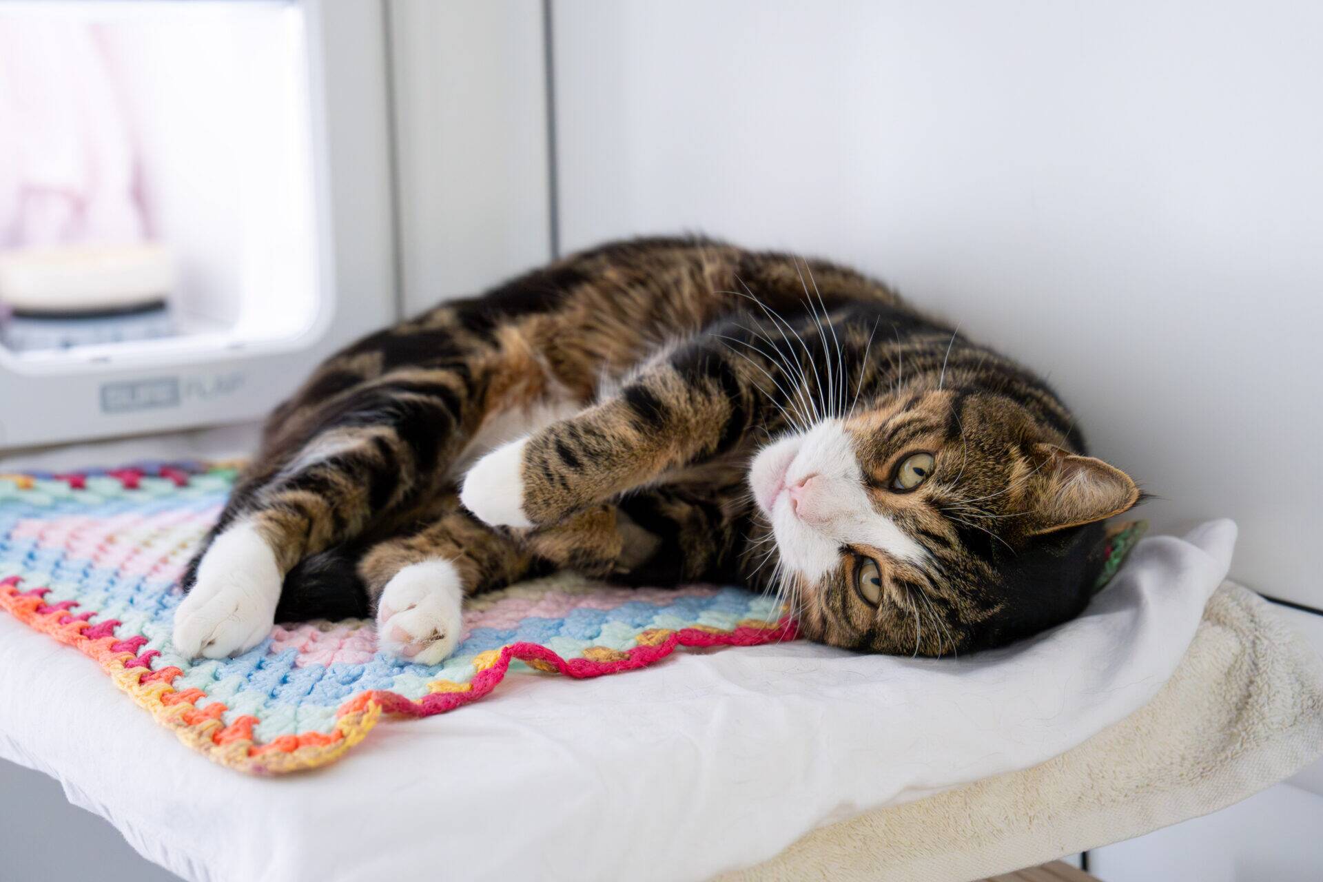 A tabby cat with white paws lies on its side on a colourful crocheted mat and white blanket, looking relaxed in a bright indoor setting.