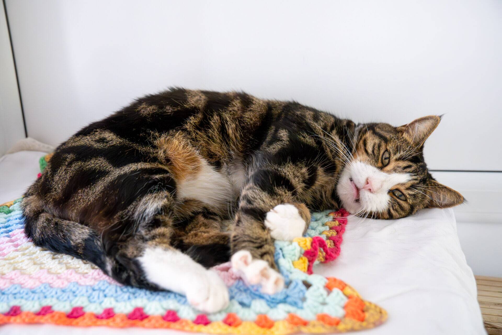 A tabby cat with white paws is lying on its side on a colourful crocheted blanket, looking relaxed and slightly sleepy.