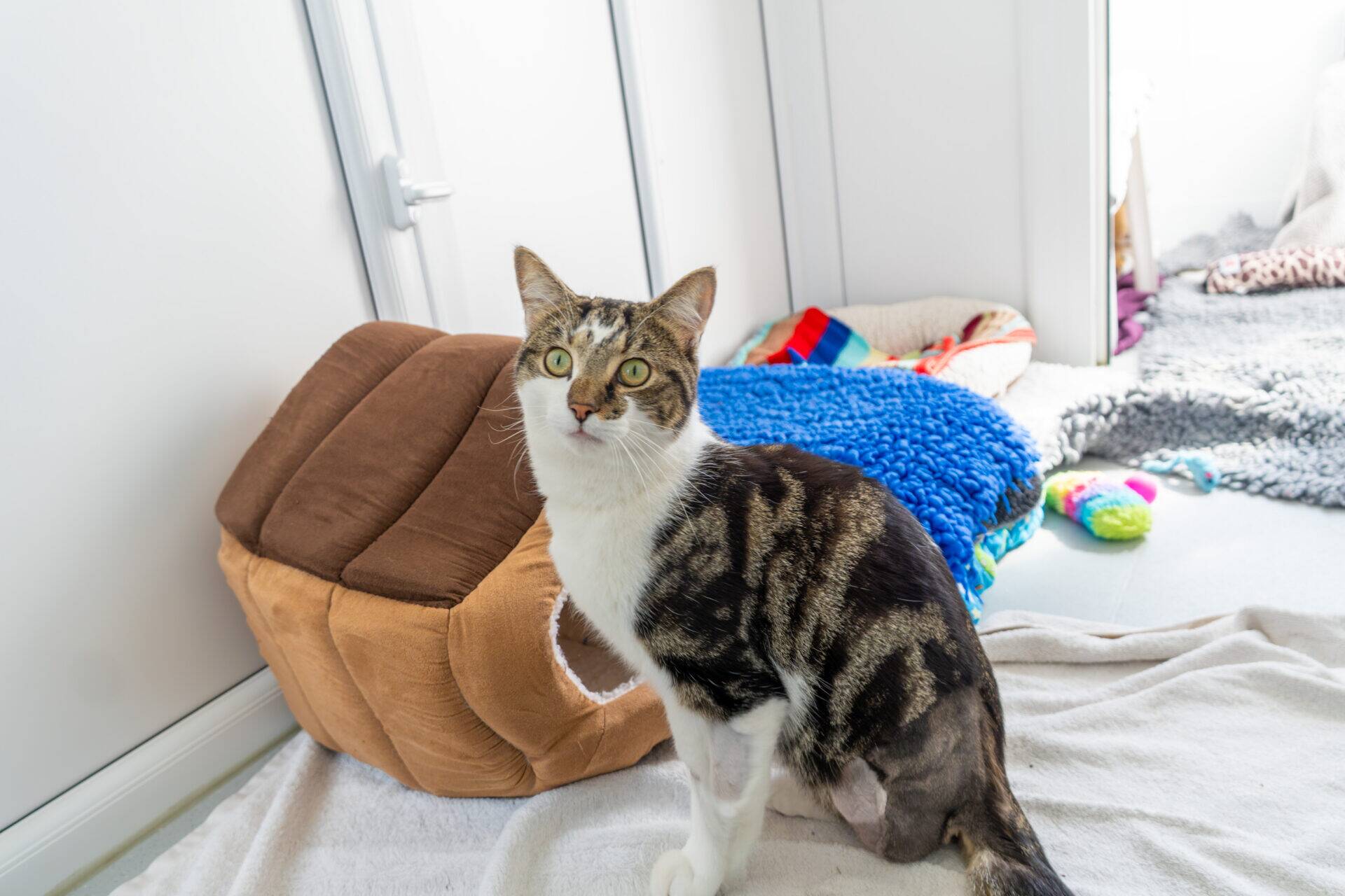 A tabby cat with white paws sits on a blanket in a bright room, next to a plush, brown cat bed and colourful blankets.