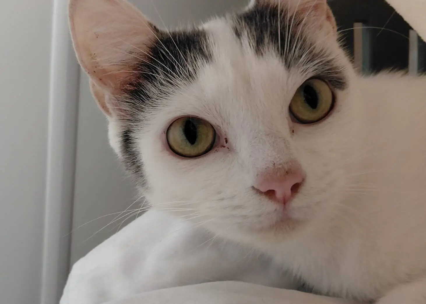 Close-up of a white cat with green eyes and black markings on its ears and forehead, lying on a white surface and looking directly at the camera.