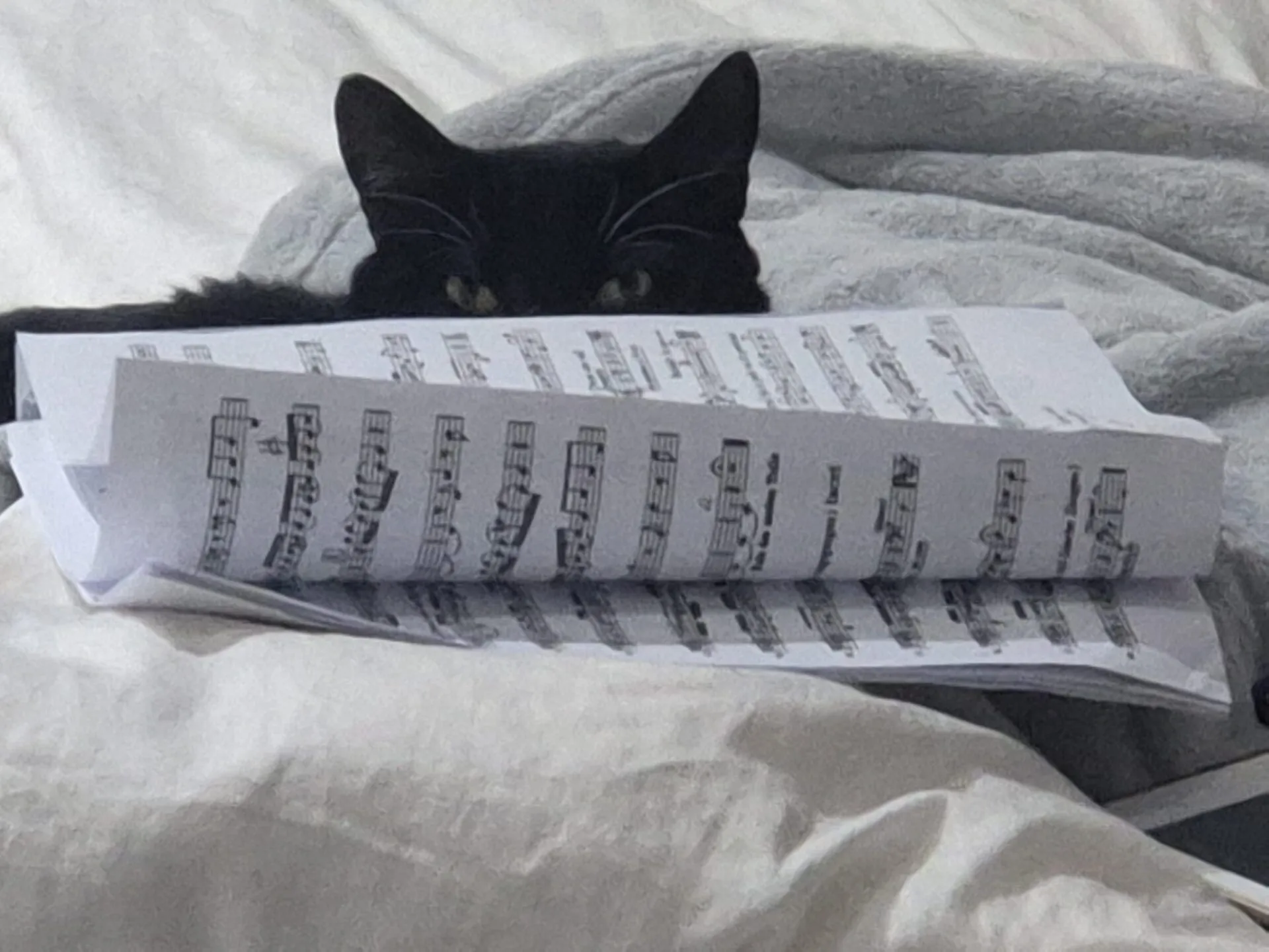 A domestic short hair cat lies on a bed, partially hidden behind a stack of open sheet music, with only his head and ears peeking above the papers.