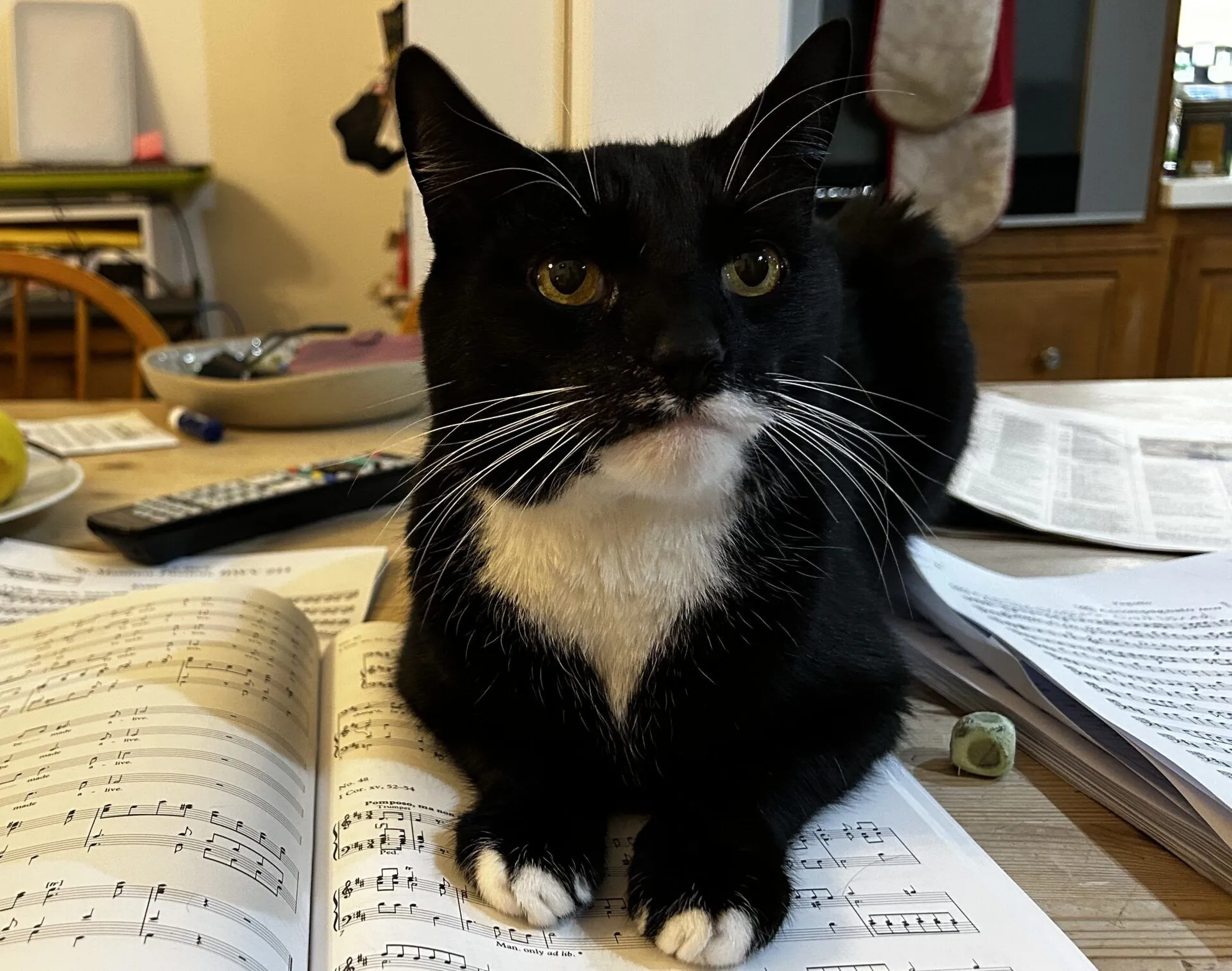Toulouse the domestic short hair cat sits on an open sheet music book on a table, surrounded by papers, a remote control, and a bowl. He looks slightly to the side with his front paws resting on the book.