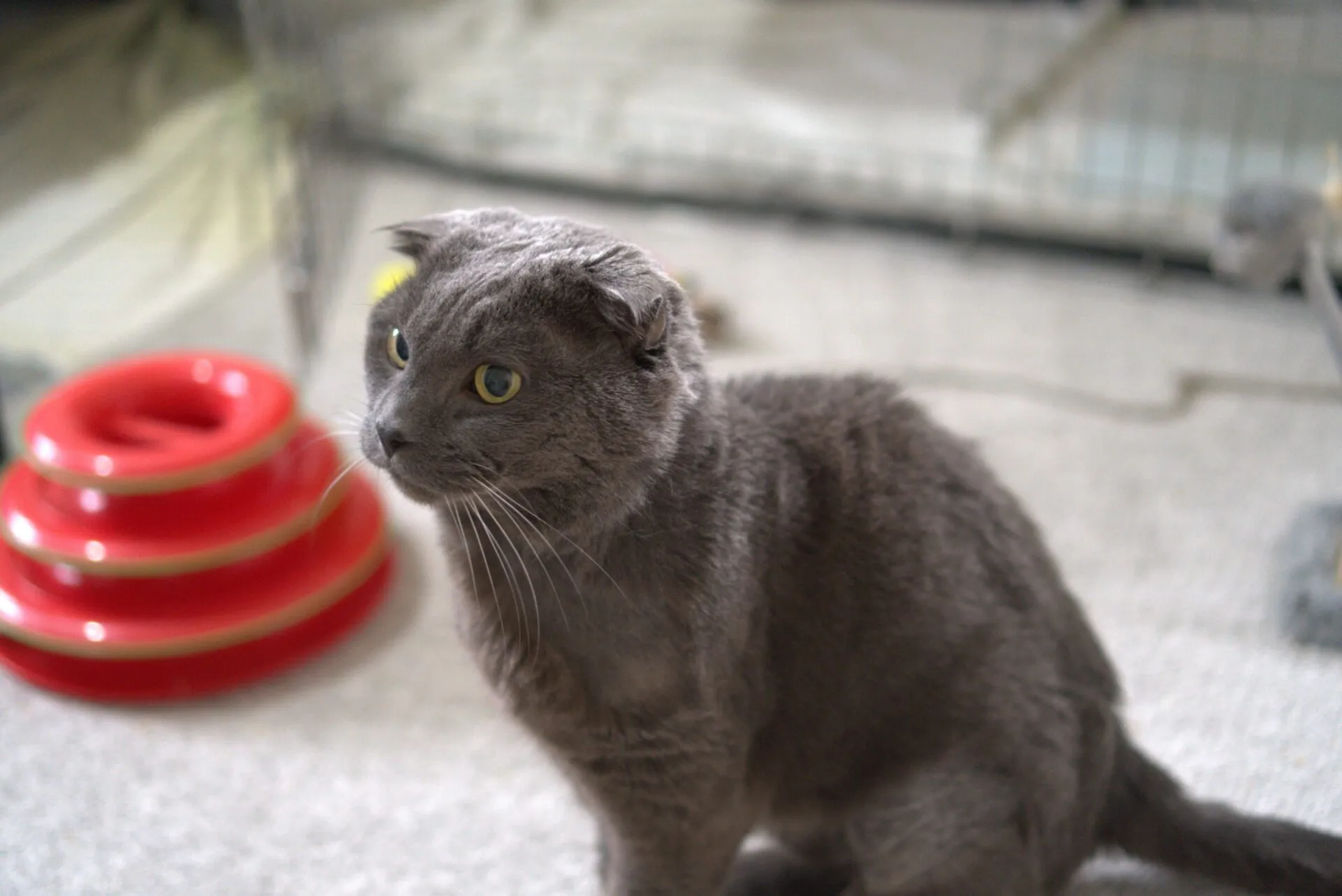 A grey cat with folded ears sits indoors on a light carpet next to a red circular toy. The cat looks alert, and a wire enclosure is visible in the blurred background.