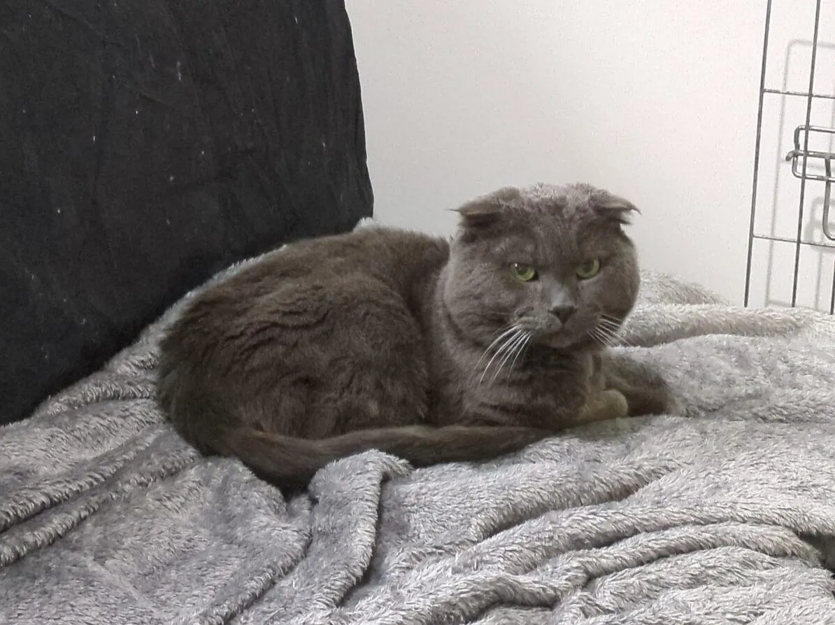 A gray cat with folded ears lies curled up on a soft, light gray blanket, looking intently at the camera. The background includes a black cushion and part of a metal cage.