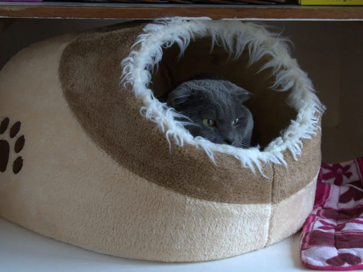 A gray cat is peeking out from inside a cozy, tan and white cat cave bed with a paw print on it. The bed is on a shelf next to a folded pink towel and some boxes.