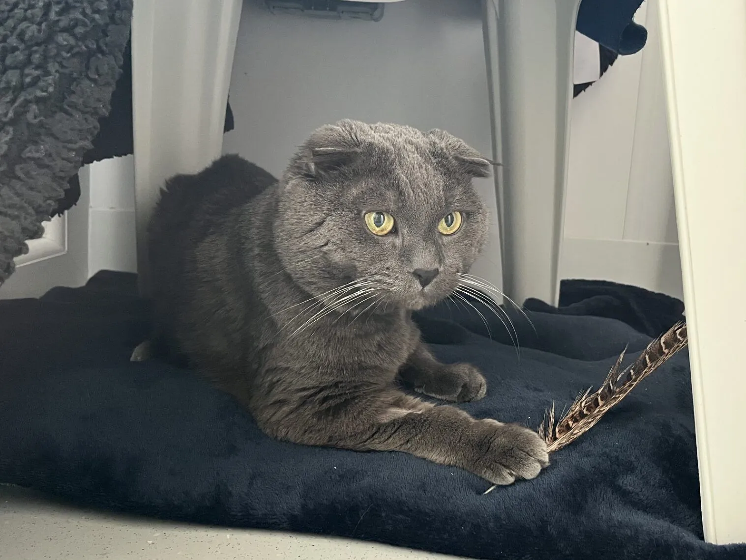 A gray cat with folded ears lies on a dark blanket under a white plastic chair, holding a brown feather toy with its paw. The cat looks alert and focused.