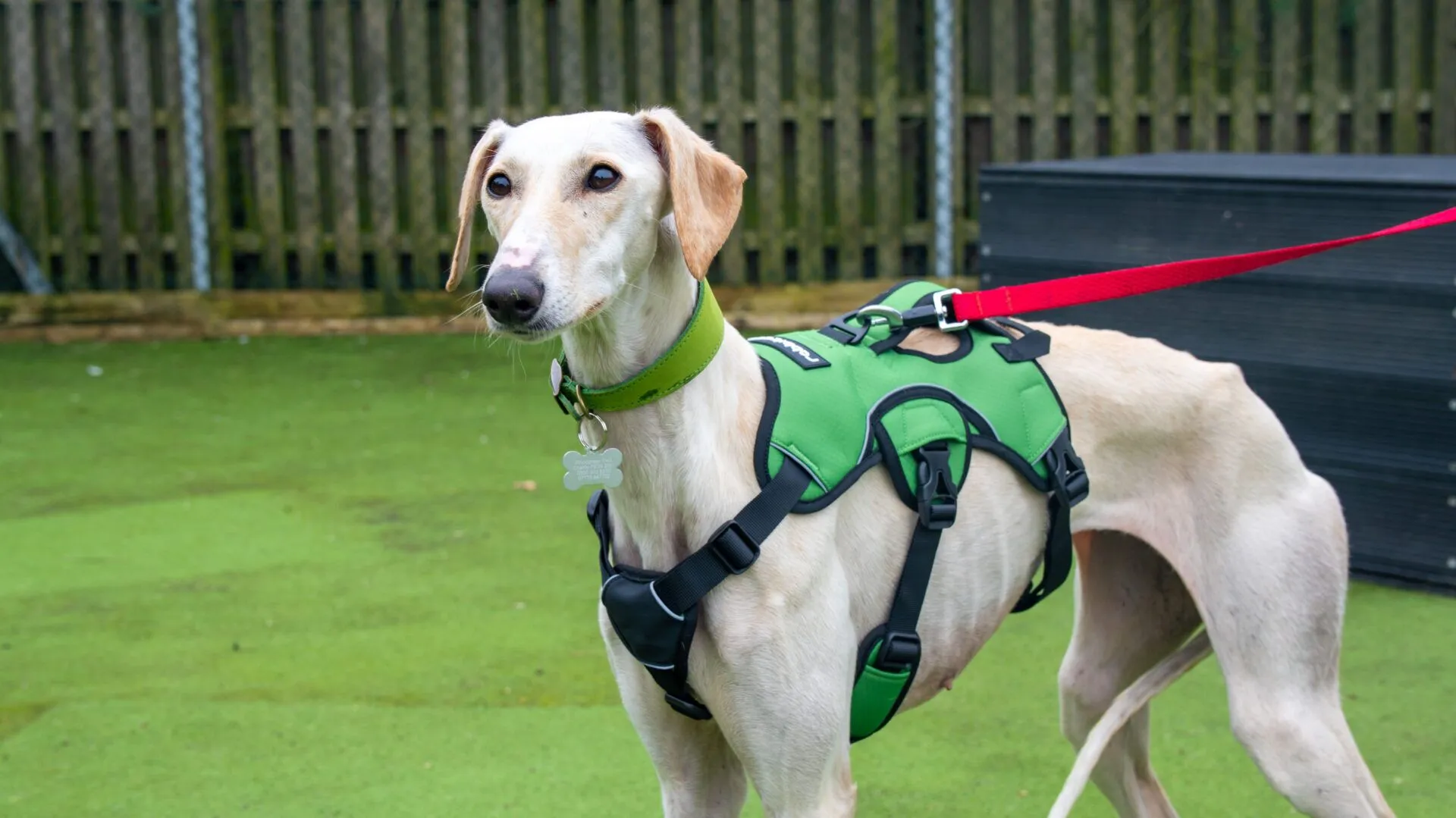 A light tan Lurcher wearing a green and black harness and a green collar stands on a grassy area, attached to a red lead, with a wooden fence and some outdoor structures in the background.