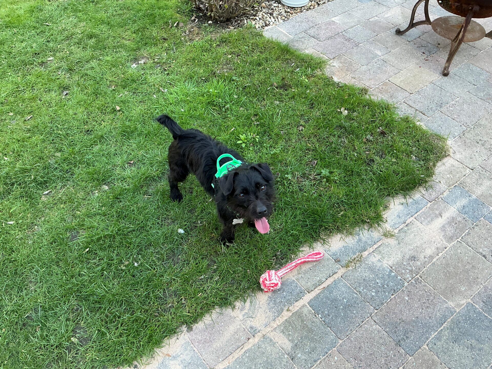 A small black dog wearing a green harness stands on grass next to a red and white rope toy, with its tongue out, near a stone terrace.