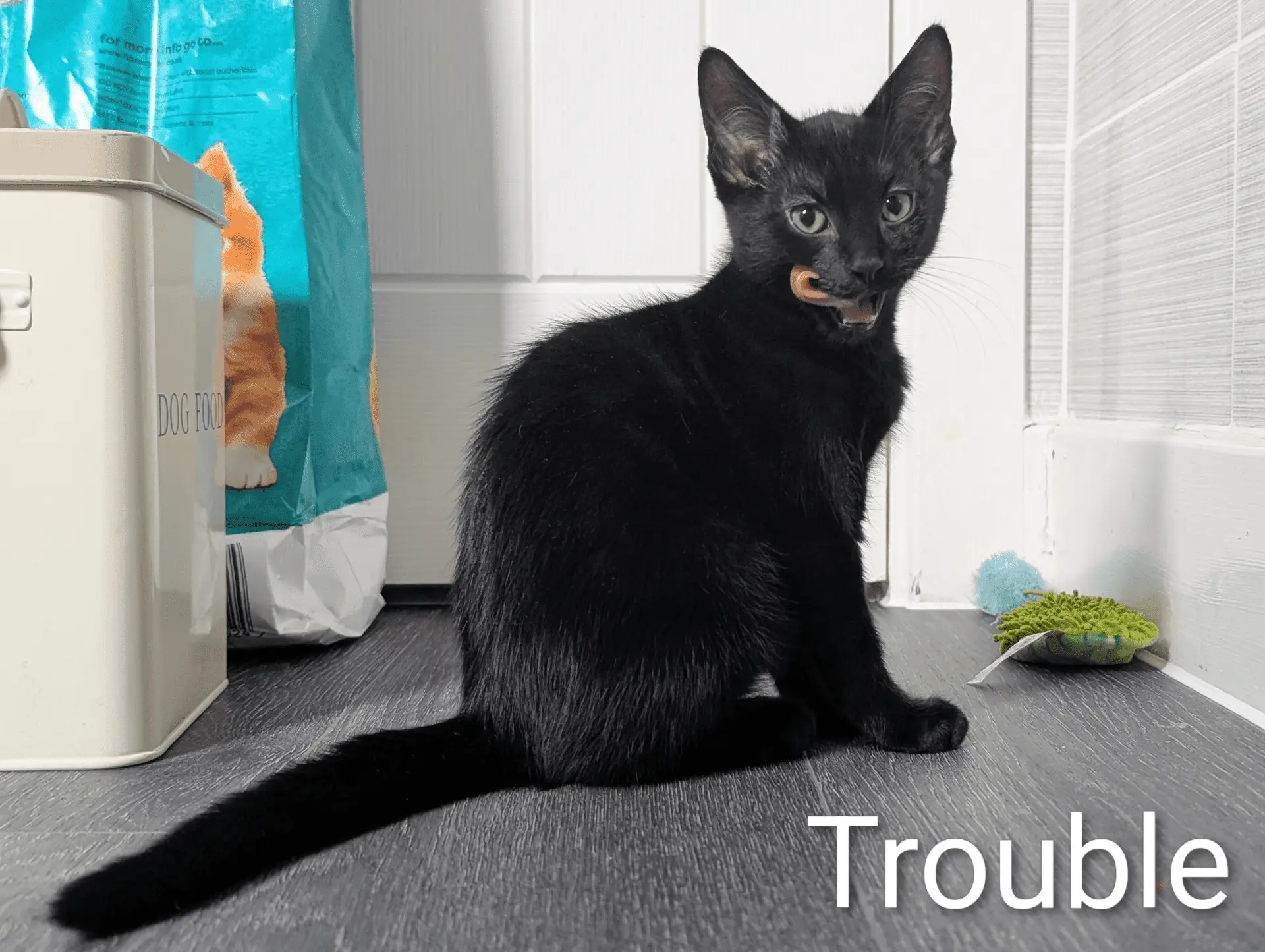 A black kitten sits on a grey floor, looking at the camera with its tongue out. Cat food and toys are nearby. The word Trouble is written in white text at the bottom right.
