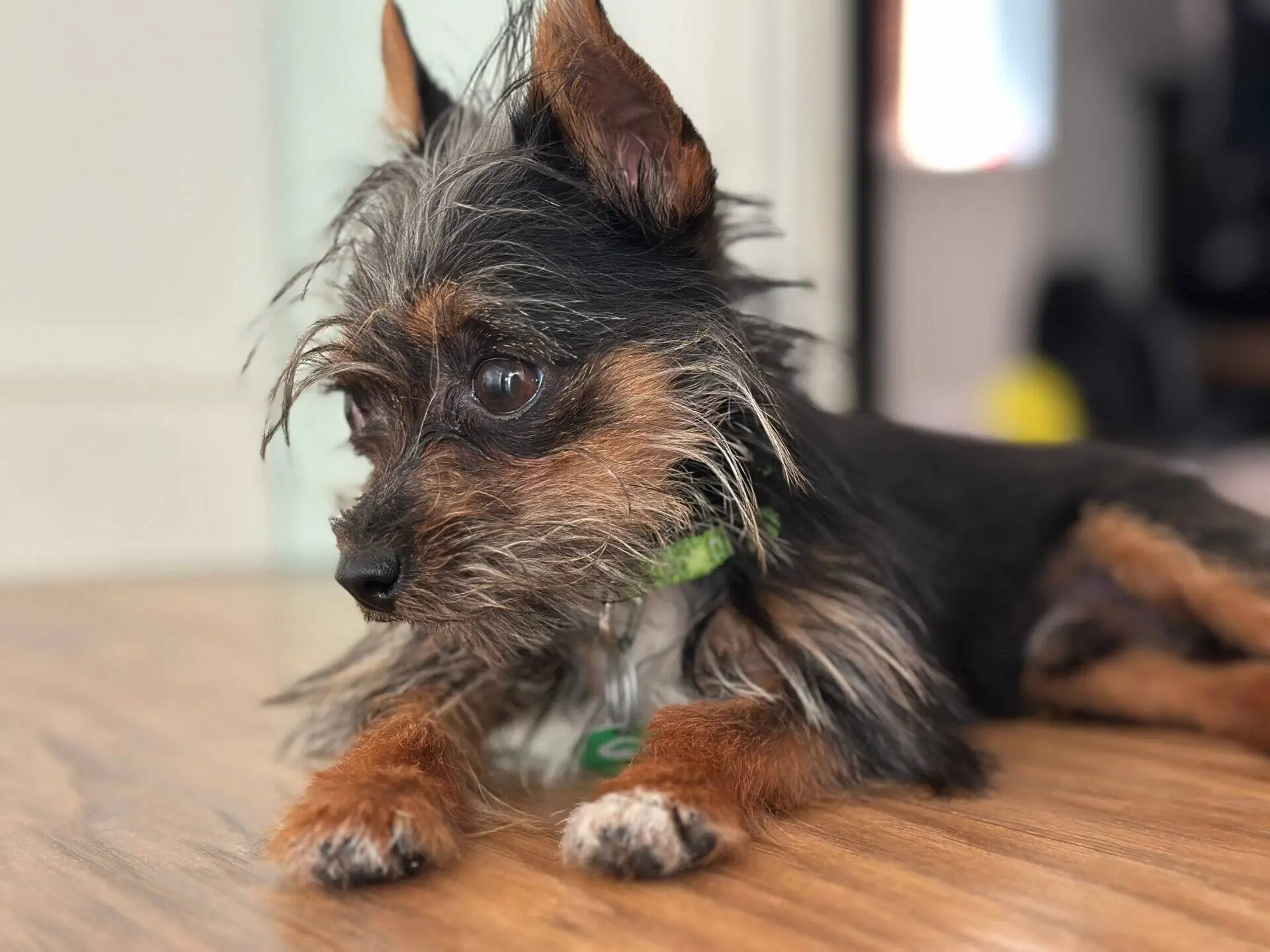 A small dog with wiry black and brown fur lies on a wooden floor, looking alertly to the left. The dog has a green collar and bright eyes.