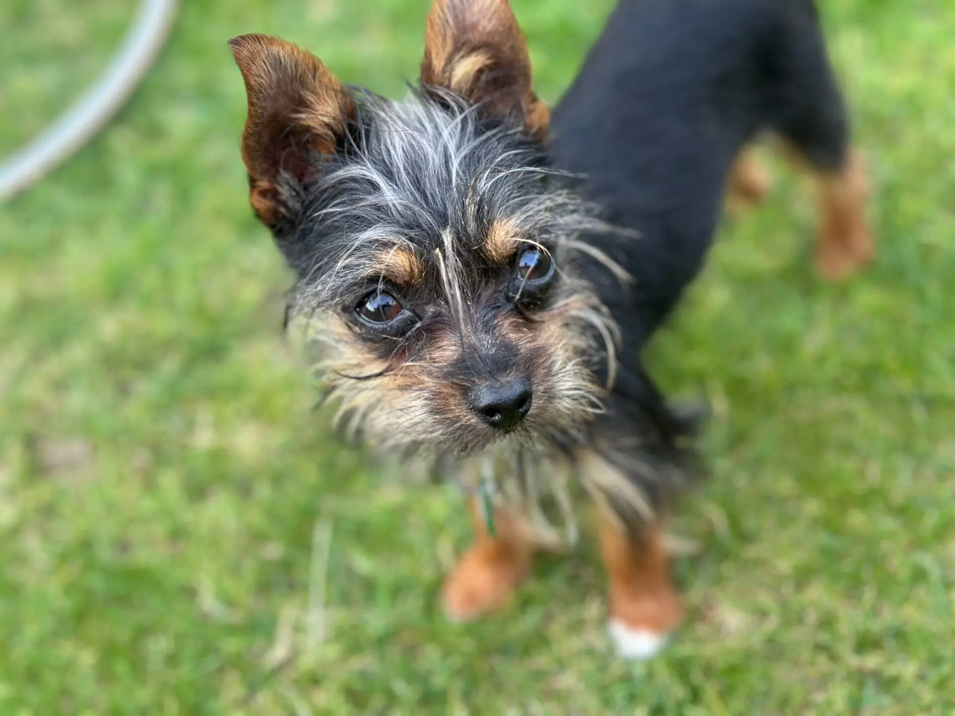 A small black and brown Yorkshire Terrier Mix with scruffy fur stands on green grass, looking up with wide, curious eyes.