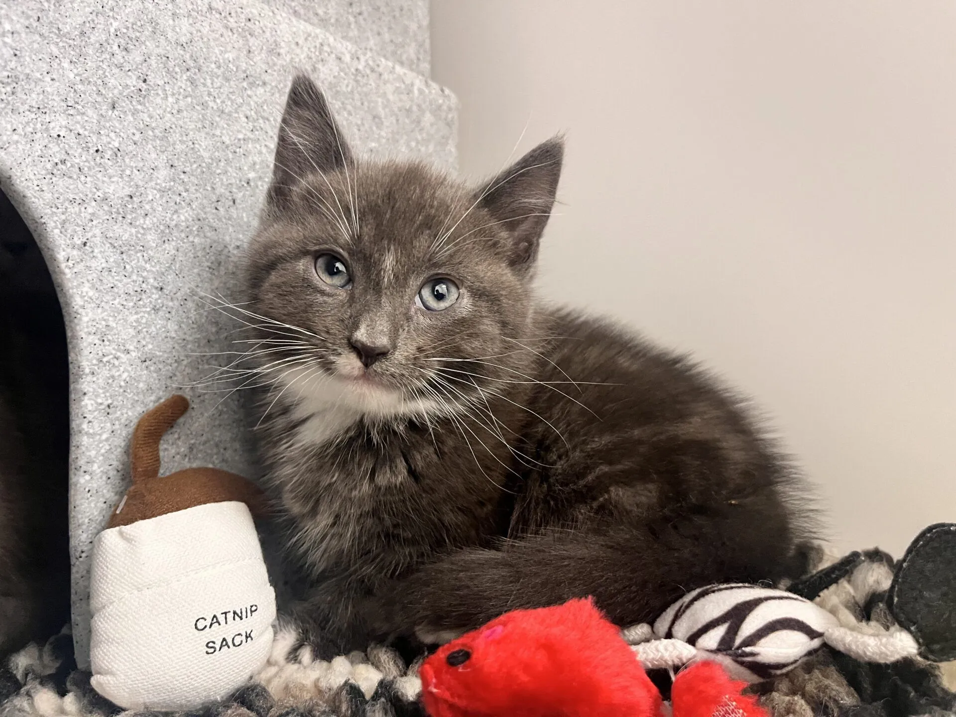 A grey kitten with white markings sits on a cosy mat next to a toy labelled catnip sack and other colourful plush toys, gazing softly at the camera.