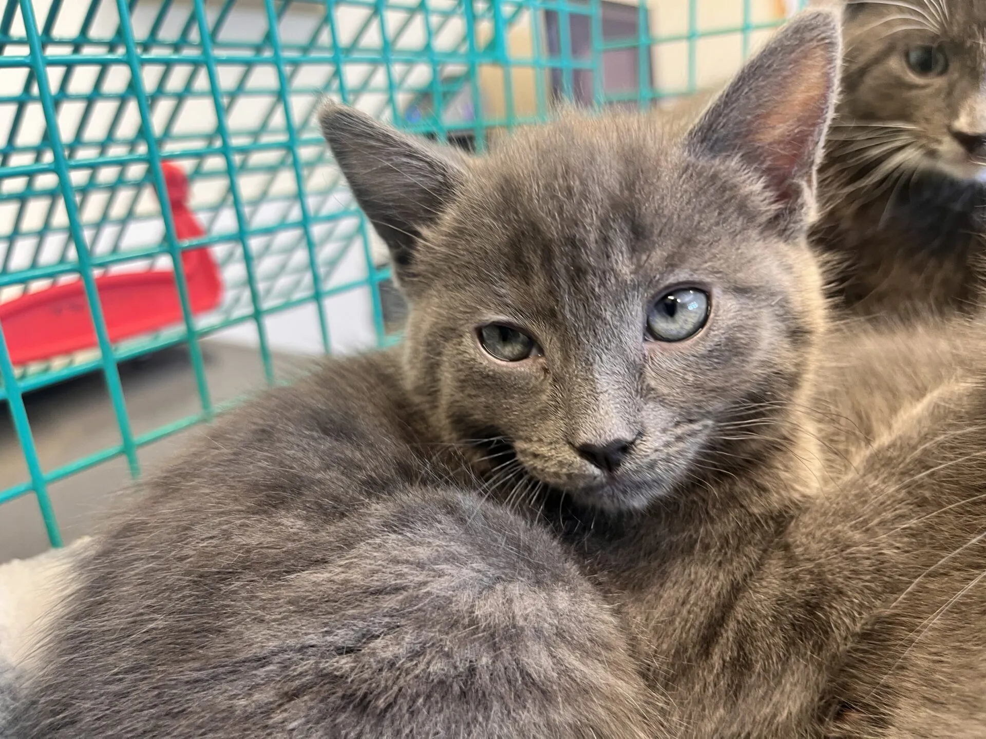 A grey kitten with green eyes rests inside a wire cage, looking at the camera. Another grey cat is partially visible in the background.