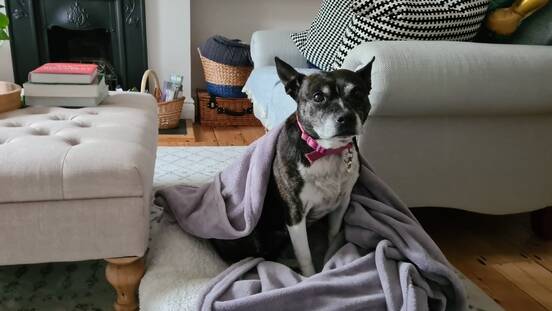 Suzy covered with a blanket at home