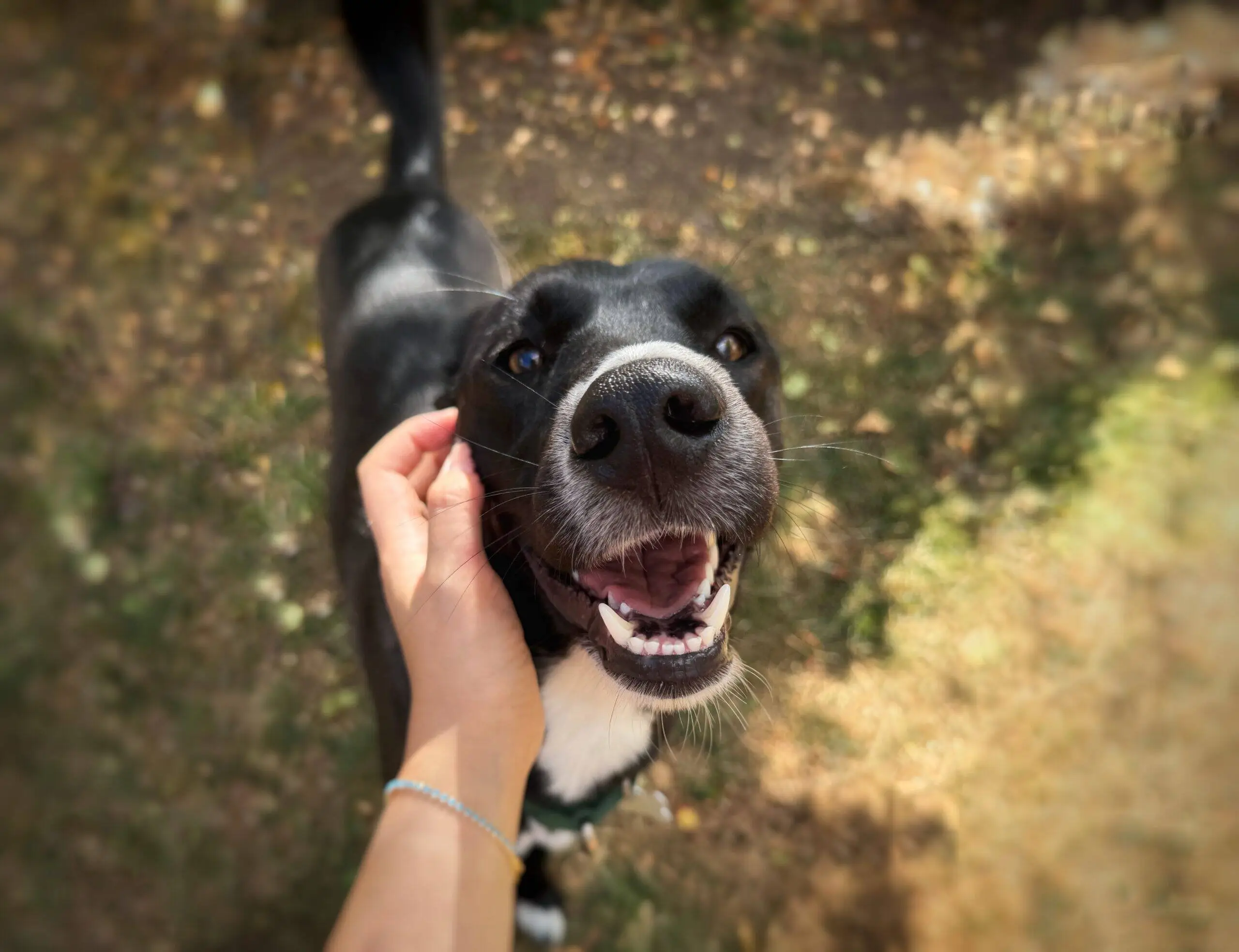 A person strokes a happy black dog with a white snout that is smiling up at the camera outside on a sunny day.