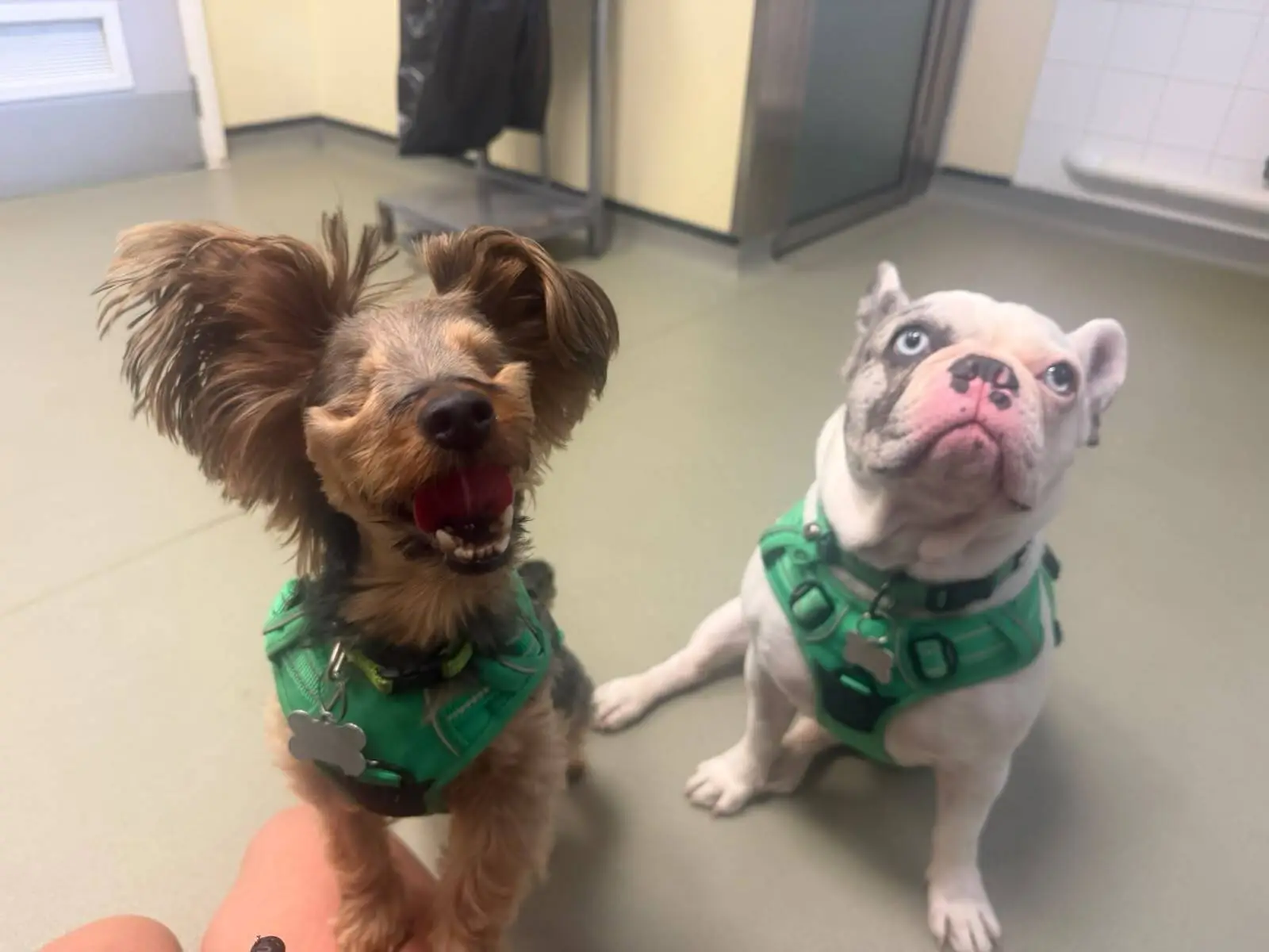Two small dogs in green harnesses sit indoors on a light-coloured floor; one, an excited brown terrier, smiles with its mouth open, while the other, a calm white bulldog with blue eyes, looks up attentively.