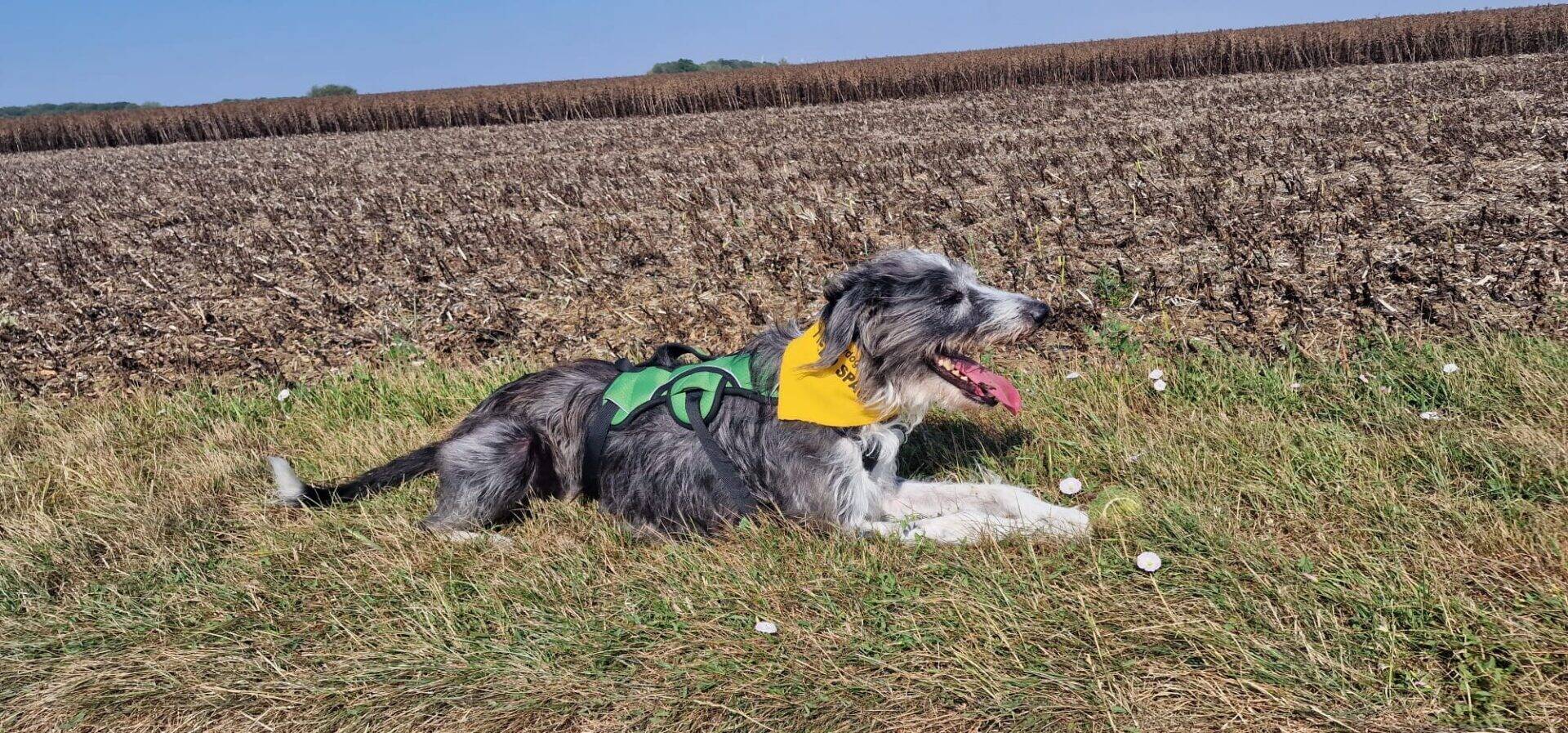 A black and grey max lurcher cross dog wearing a green harness and yellow bandana lies on grassy ground next to a dry field, panting with its tongue out on a sunny day.