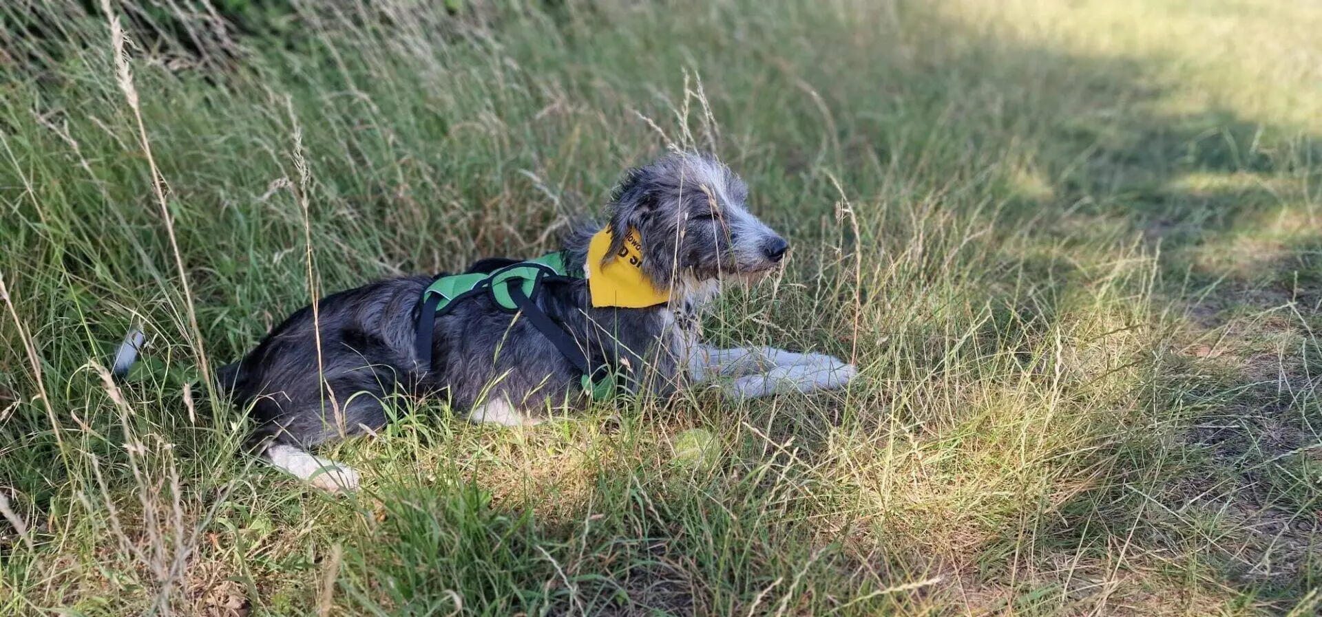 A scruffy grey and white max lurcher cross dog wearing a green harness and yellow bandana lies on grass in a sunlit, grassy field.