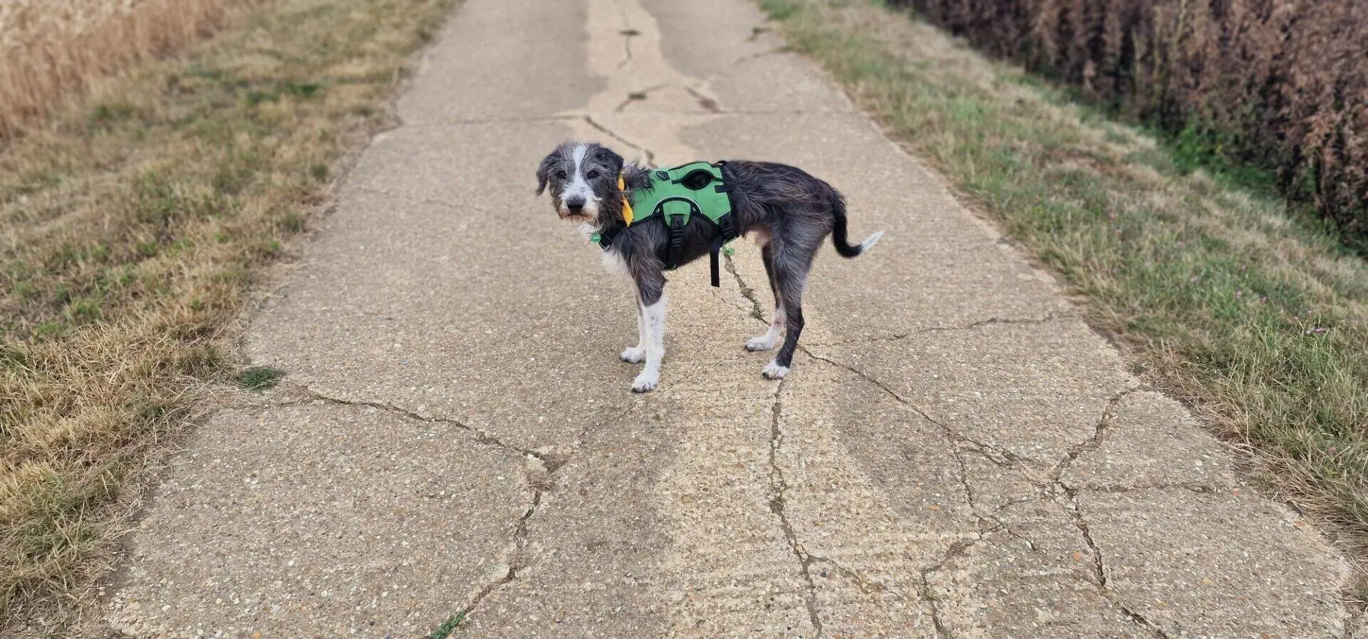 A black and white max lurcher cross dog wearing a green harness stands on a cracked concrete path, looking back. Grass and dry plants line both sides of the path.