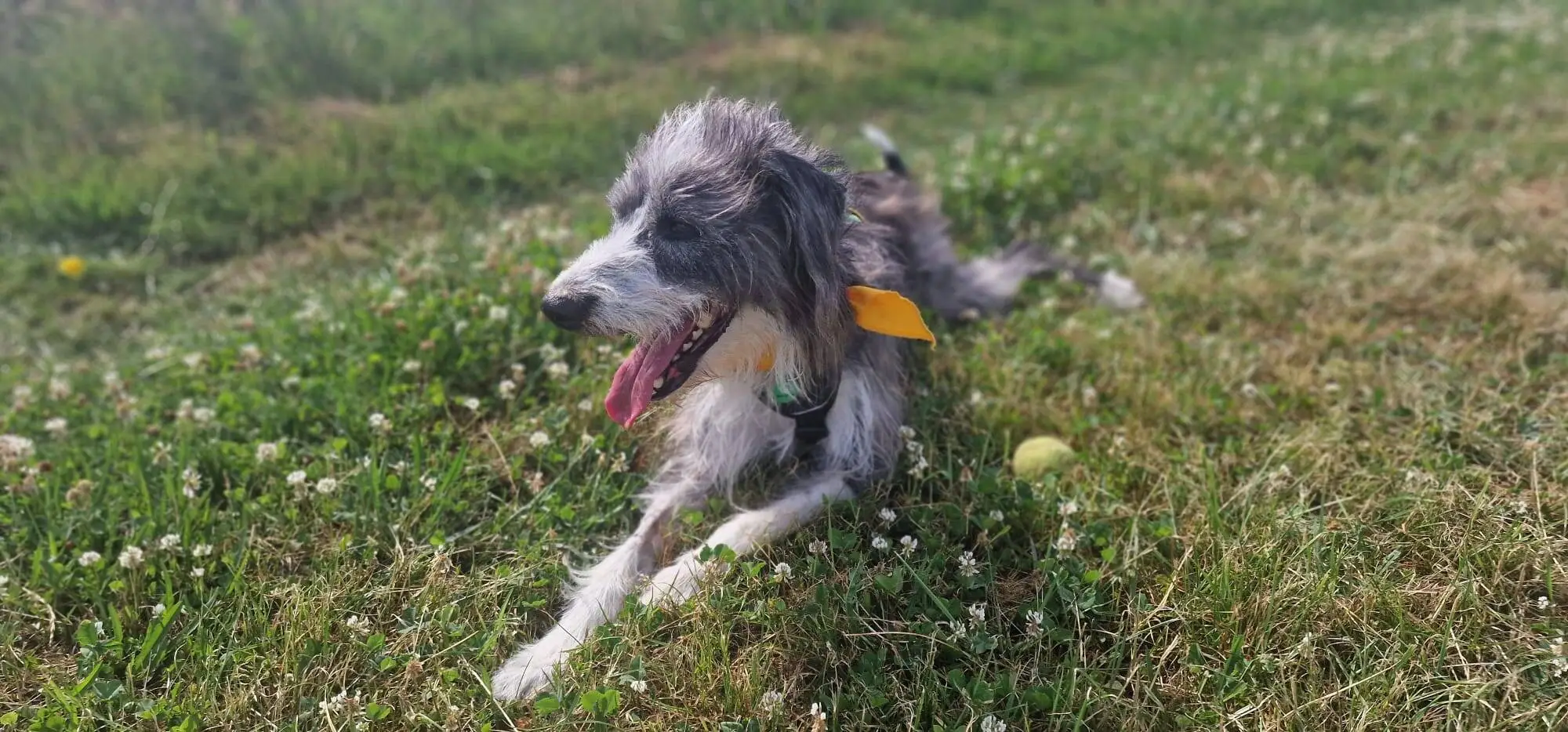 Max, a scruffy grey and white lurcher cross dog, lies in a grassy field panting happily. A tennis ball sits nearby as the sun shines, creating a relaxed and cheerful outdoor scene.