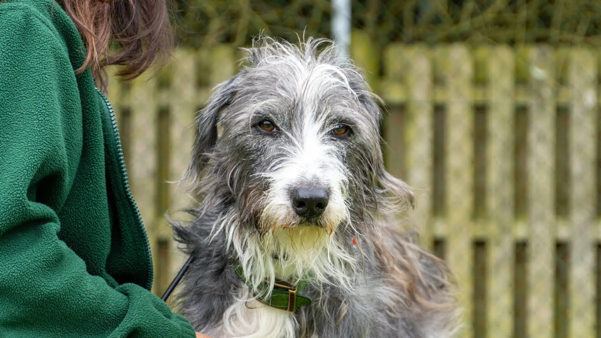 A scruffy, grey and white lurcher with a wiry coat sits beside a person in a green jacket. A wooden fence is blurred in the background.