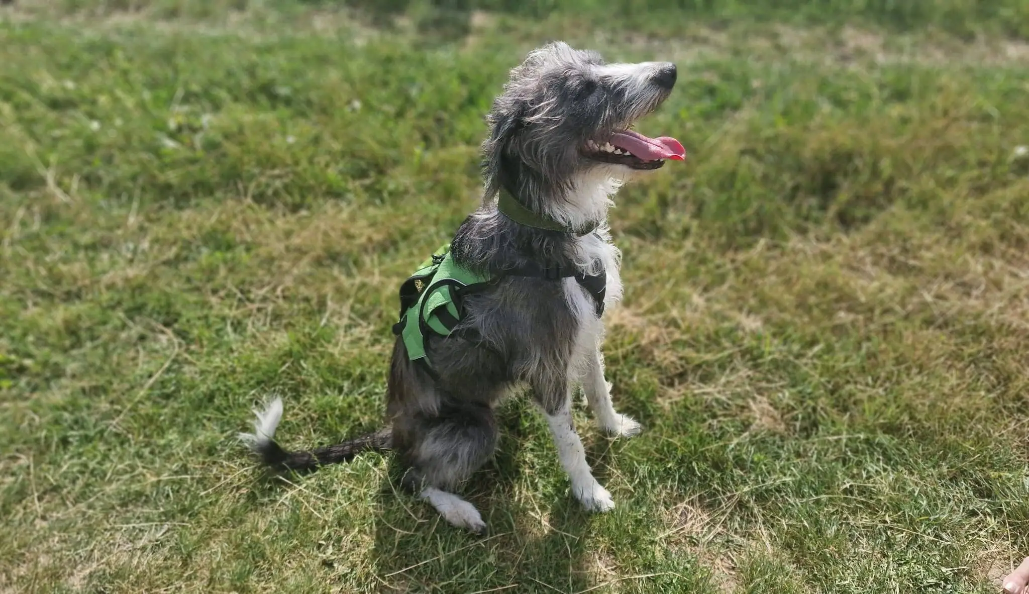Max, a shaggy black and white lurcher cross dog wearing a green harness, sits on the grass with his mouth open and tongue out, looking up and appearing happy on a sunny day.