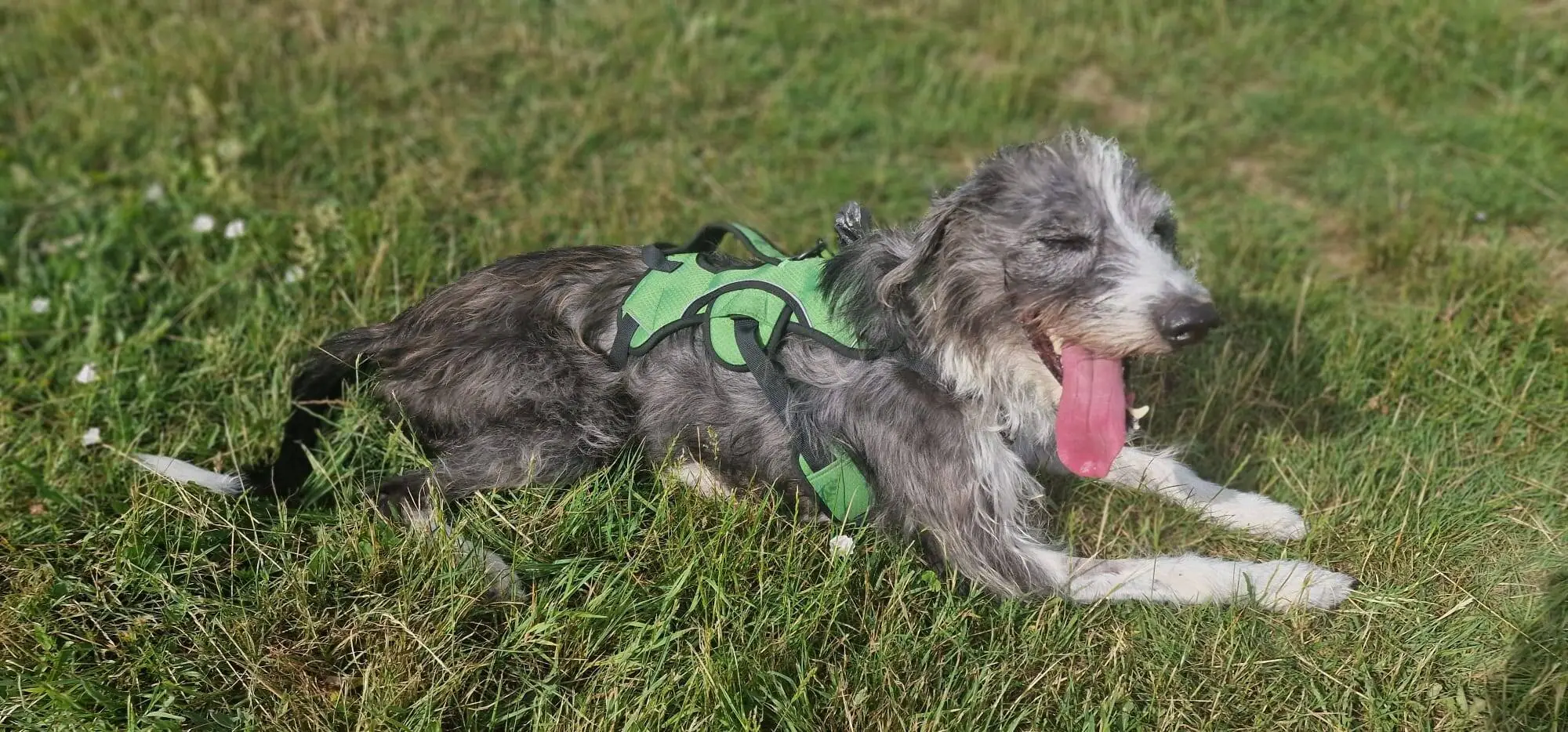 Max, a shaggy black and white lurcher cross dog wearing a green harness, lies on the grass with his mouth open and tongue hanging out, happily panting in the sunlight.
