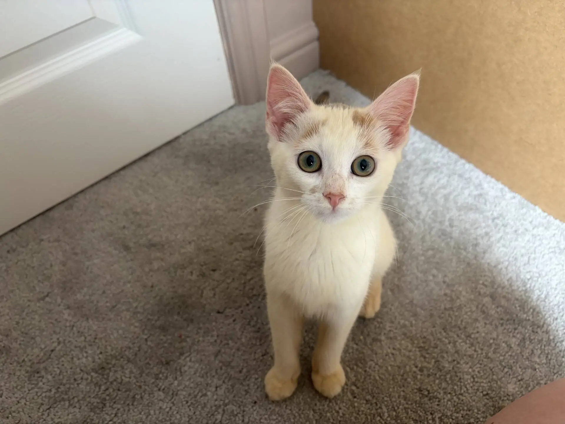 A cream and white kitten with blue eyes sits on a grey carpet, looking up at the camera near a white door and tan wall.