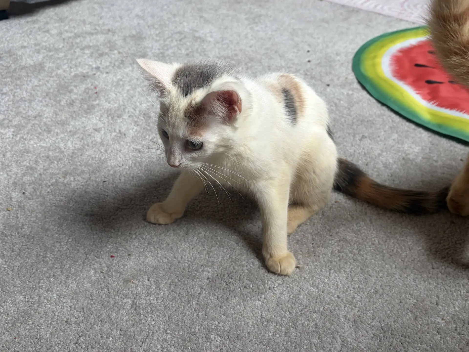 A small white and orange kitten with dark spots sits on a grey carpet, looking down. Part of a colourful watermelon-shaped mat and another cat's tail are visible in the background.