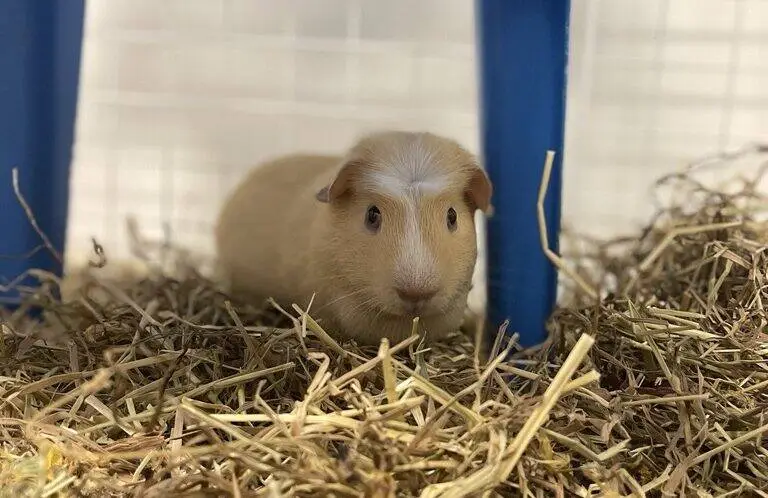 A tan guinea pig sits on straw under a blue plastic chair in a small enclosure with white grid walls.