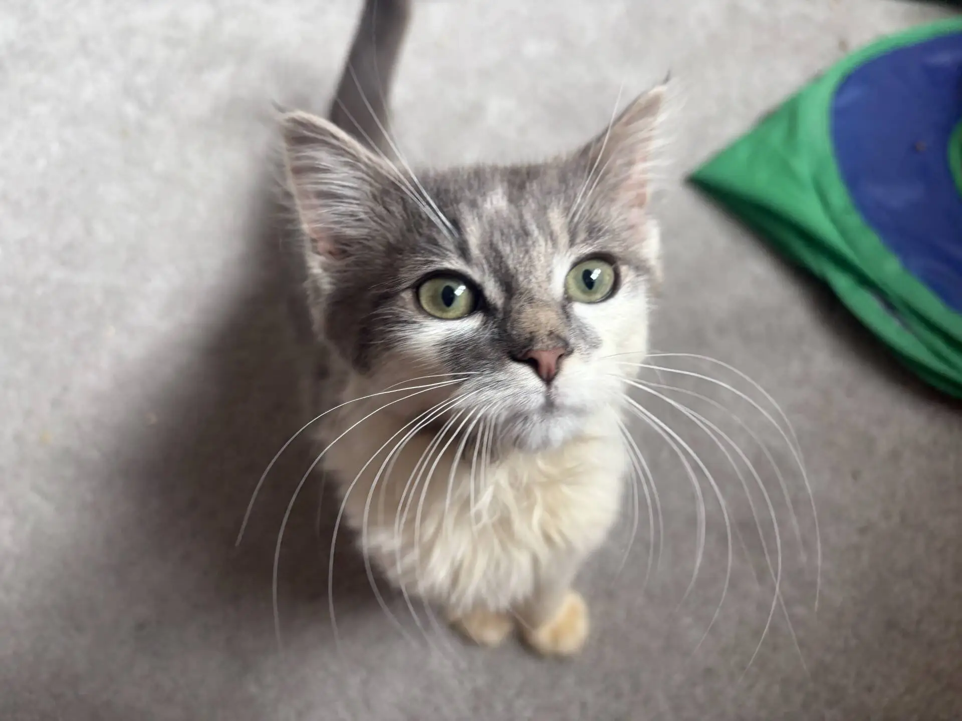 A grey and white kitten with green eyes looks up, sitting on a light carpet next to a green and blue toy.