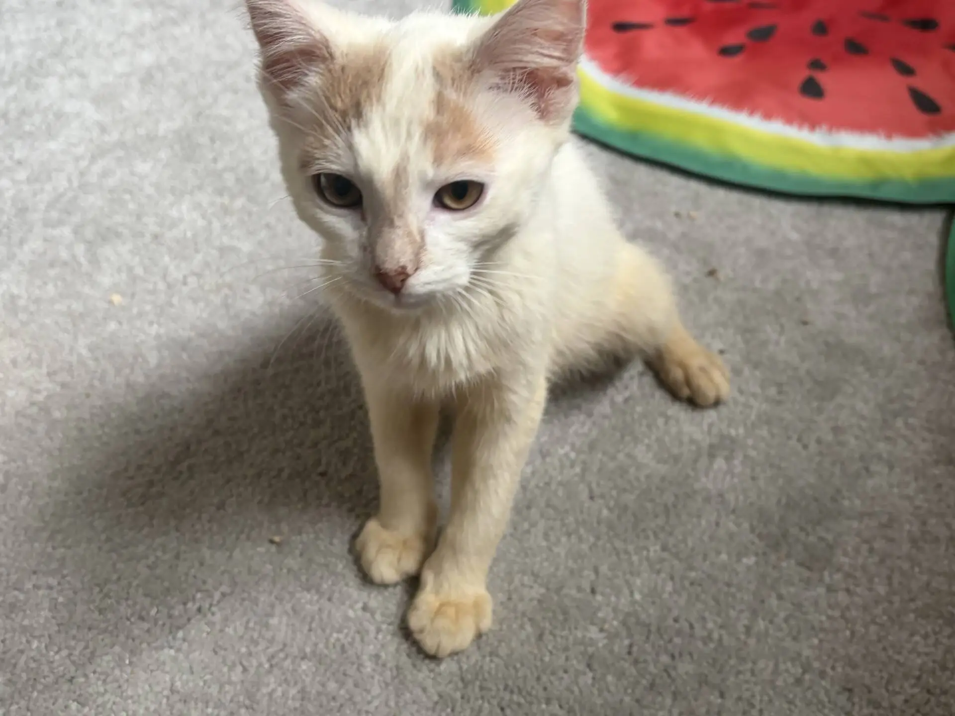 A cream-coloured kitten with light orange markings sits on a grey carpet next to a mat that looks like a watermelon slice.
