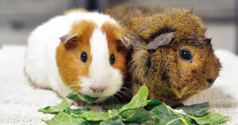 Two guinea pigs, one with white and brown fur and the other with dark brown fur, sit side by side on a towel, eating leafy greens.