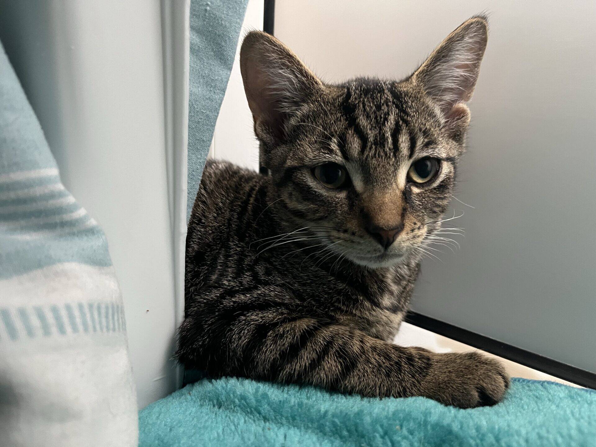 A tabby cat with green eyes lies on a turquoise blanket by a window, resting its front paw and looking directly at the camera.