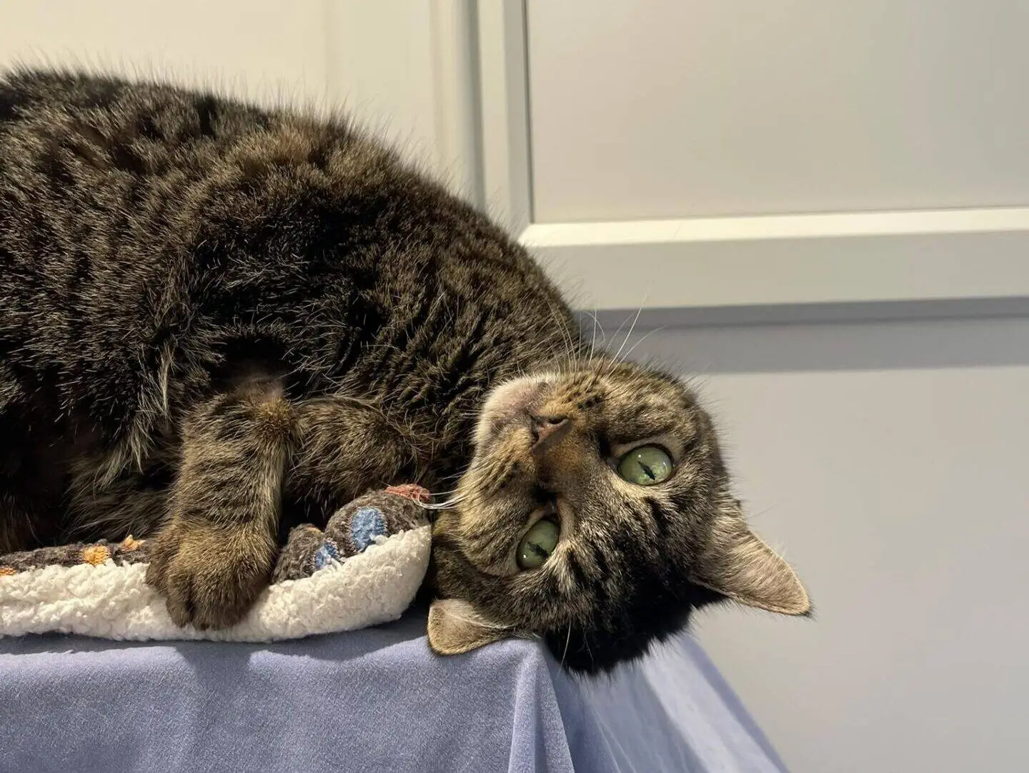 A tabby cat with green eyes lies on its side in a cosy bed atop a table covered with a blue cloth, looking upside down at the camera.