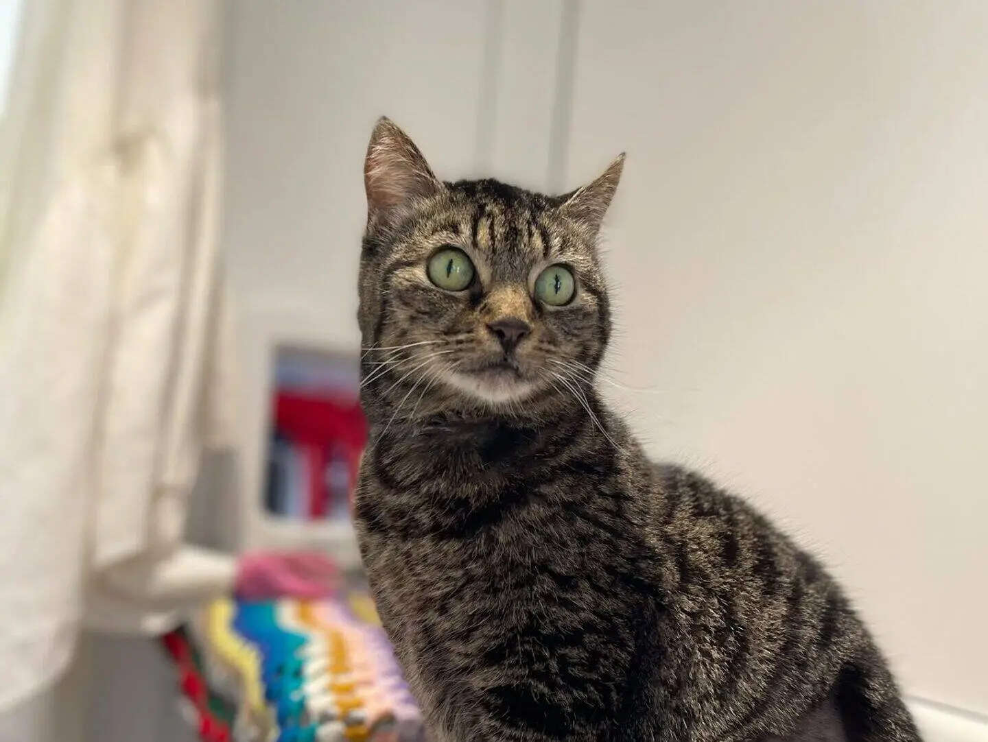 A tabby cat with green eyes and a shaved patch on its hind leg sits on a patterned cloth, looking alert. The background features white walls and a colourful crocheted blanket.