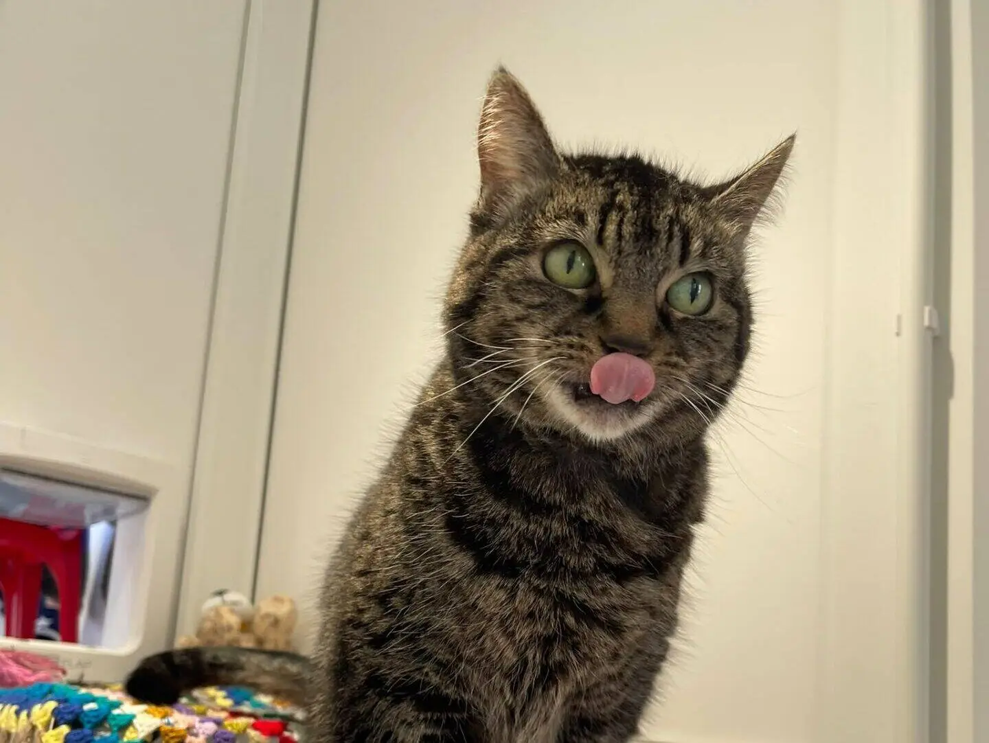 A tabby cat stands on a table covered with blankets, facing the camera with its tongue out, licking its nose. Colourful crocheted blankets are visible to the left. The background shows a white wall and door.